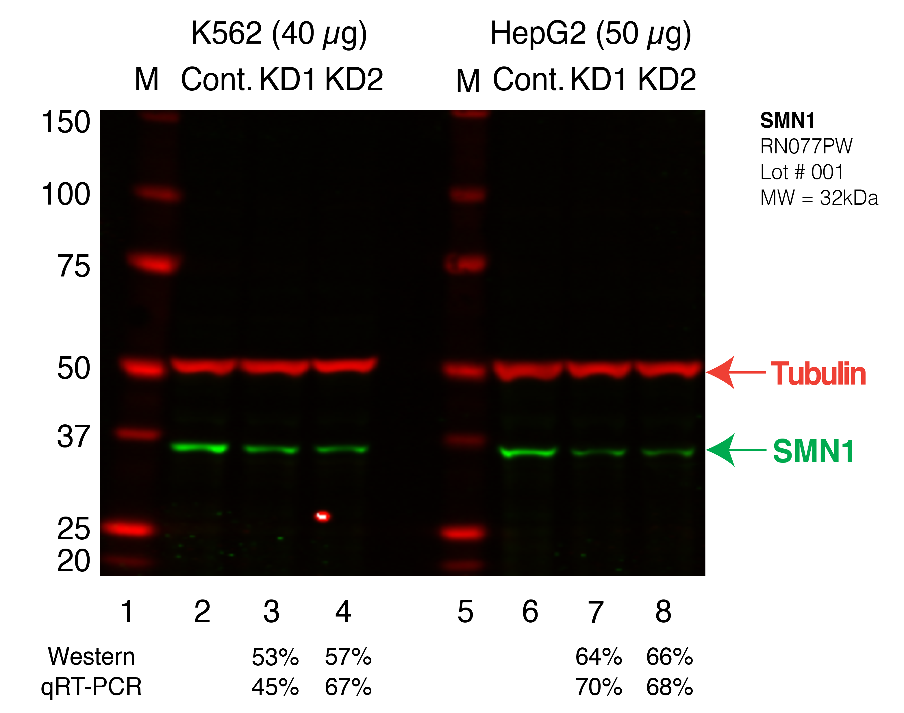 SMN1_Secondary_Western.png<br>Caption: Wesrn blot following shRNA against SMN1 in K562 and HepG2 whole cell lysate using SMN1 specific antibody. Lane 1 is a ladder, lane 2 is K562 non-targeting control knockdown, lane 3 and 4 are two different shRNAs against SMN1. Lanes 5-8 follow the same pattern, but in HepG2. SMN1 protein appears as the green band, Tubulin serves as a control and appears in red.