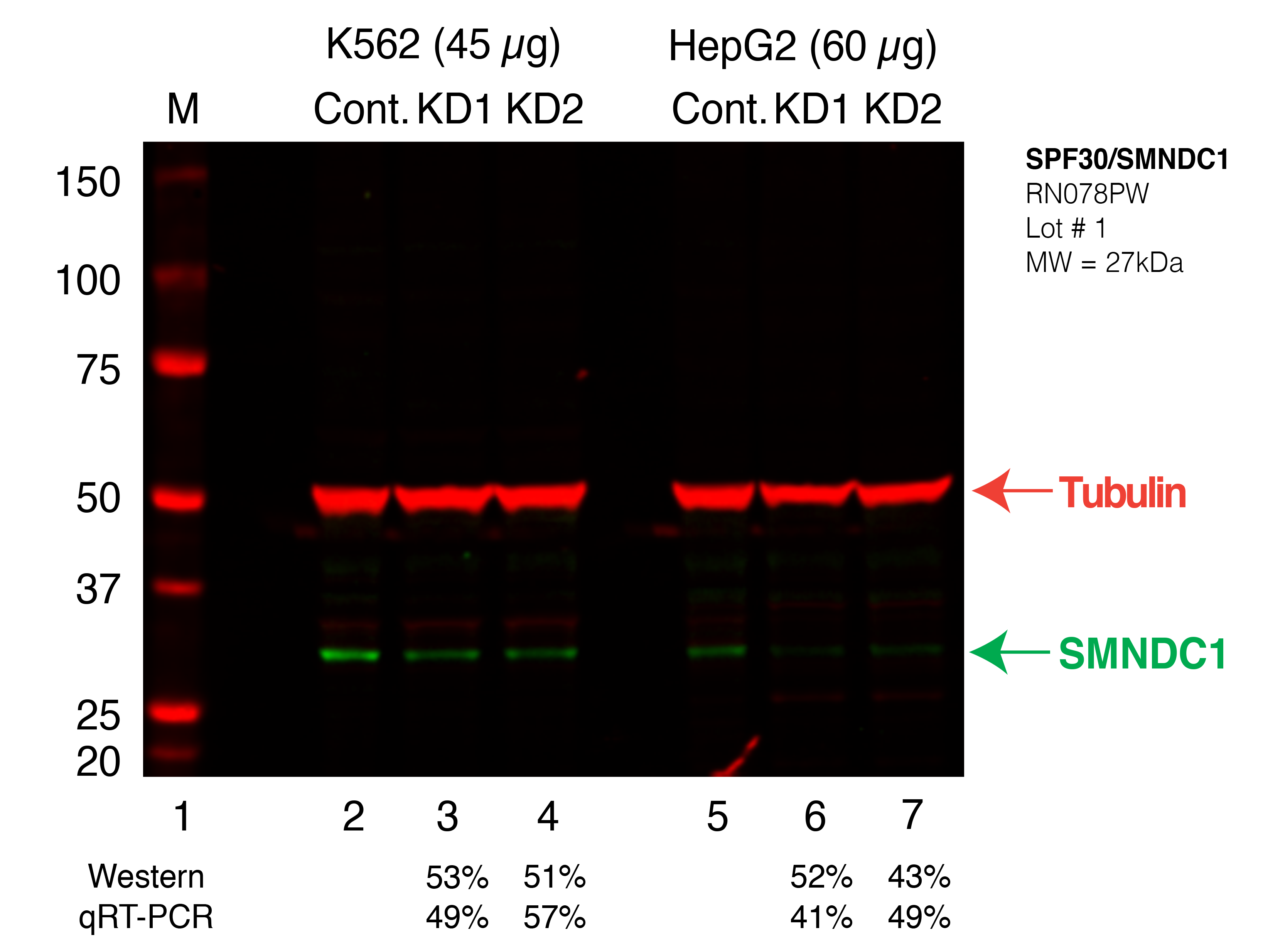 SMNDC1_Secondary_Western.png<br>Caption: Western blot following shRNA against SMNDC1 in K562 and HepG2 whole cell lysate using SMNDC1 specific antibody. Lane 1 is a ladder, lane 2 is K562 non-targeting control knockdown, lane 3 and 4 are two different shRNAs against SMNDC1. Lanes 5-7 follow the same pattern, but in HepG2. SMNDC1 protein appears as the green band, Tubulin serves as a control and appears in red.