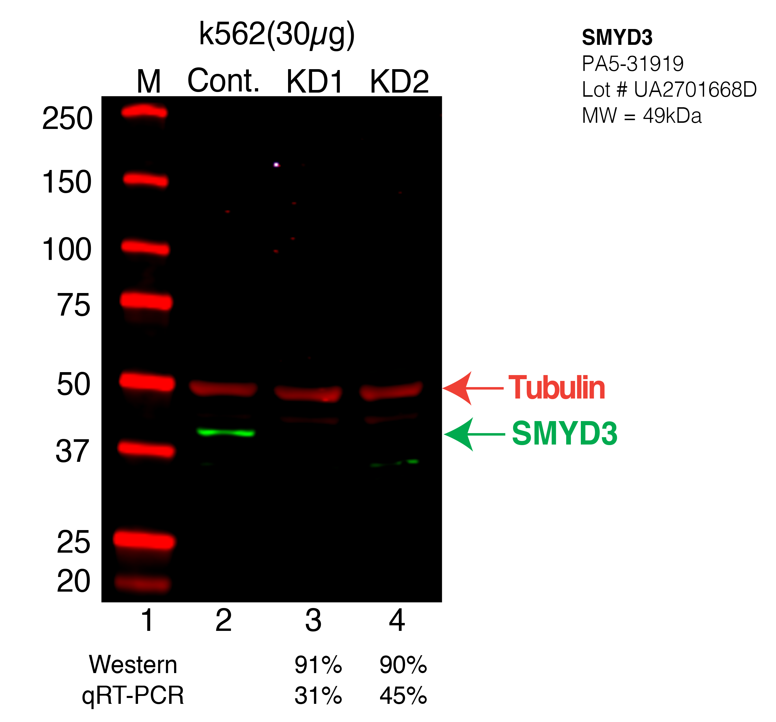 SMYD3-K562-CRISPR-PA5-31919.png<br>Caption: Western blot following CRISPR against SMYD3 in K562 whole cell lysate using SMYD3 specific antibody. Lane 1 is a ladder, lane 2 is K562 non-targeting control knockdown, lane 3 and 4 are two different CRISPR against SMYD3. SMYD3 protein appears as the green arrow, Tubulin serves as a control and appears in red arrow.