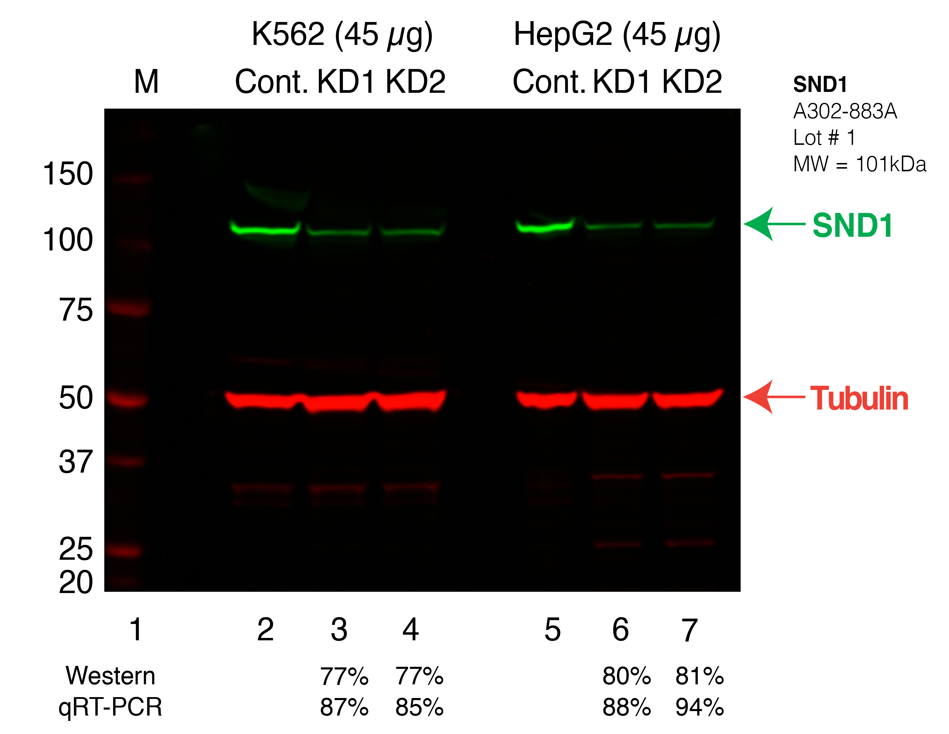 SND1_Secondary_Western.png<br>Caption: Western blot following shRNA against SND1 in K562 and HepG2 whole cell lysate using SND1 specific antibody. Lane 1 is a ladder, lane 2 is K562 non-targeting control knockdown, lane 3 and 4 are two different shRNAs against SND1. Lanes 5-7 follow the same pattern, but in HepG2. SND1 protein appears as the green band, Tubulin serves as a control and appears in red.