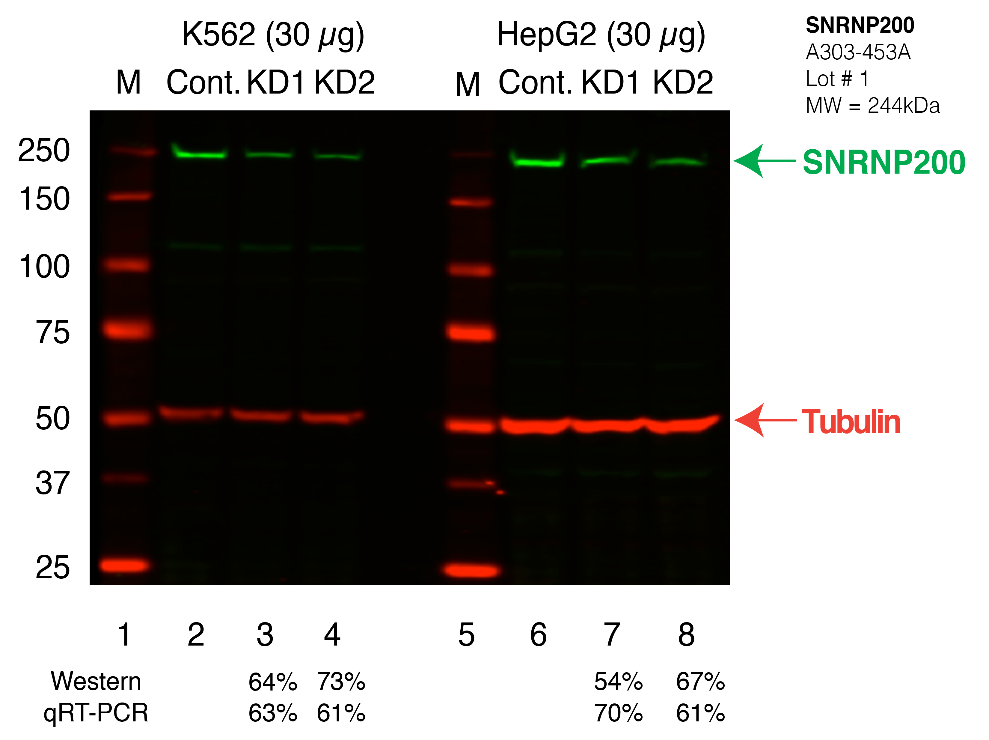 SNRNP200_Secondary_Western.png<br>Caption: Western blot following shRNA against SNRNP200 in K562 and HepG2 whole cell lysate using SNRNP200 specific antibody. Lane 1 is a ladder, lane 2 is K562 non-targeting control knockdown, lane 3 and 4 are two different shRNAs against SNRNP200. Lanes 5-8 follow the same pattern, but in HepG2. SNRNP200 protein appears as the green band, Tubulin serves as a control and appears in red.