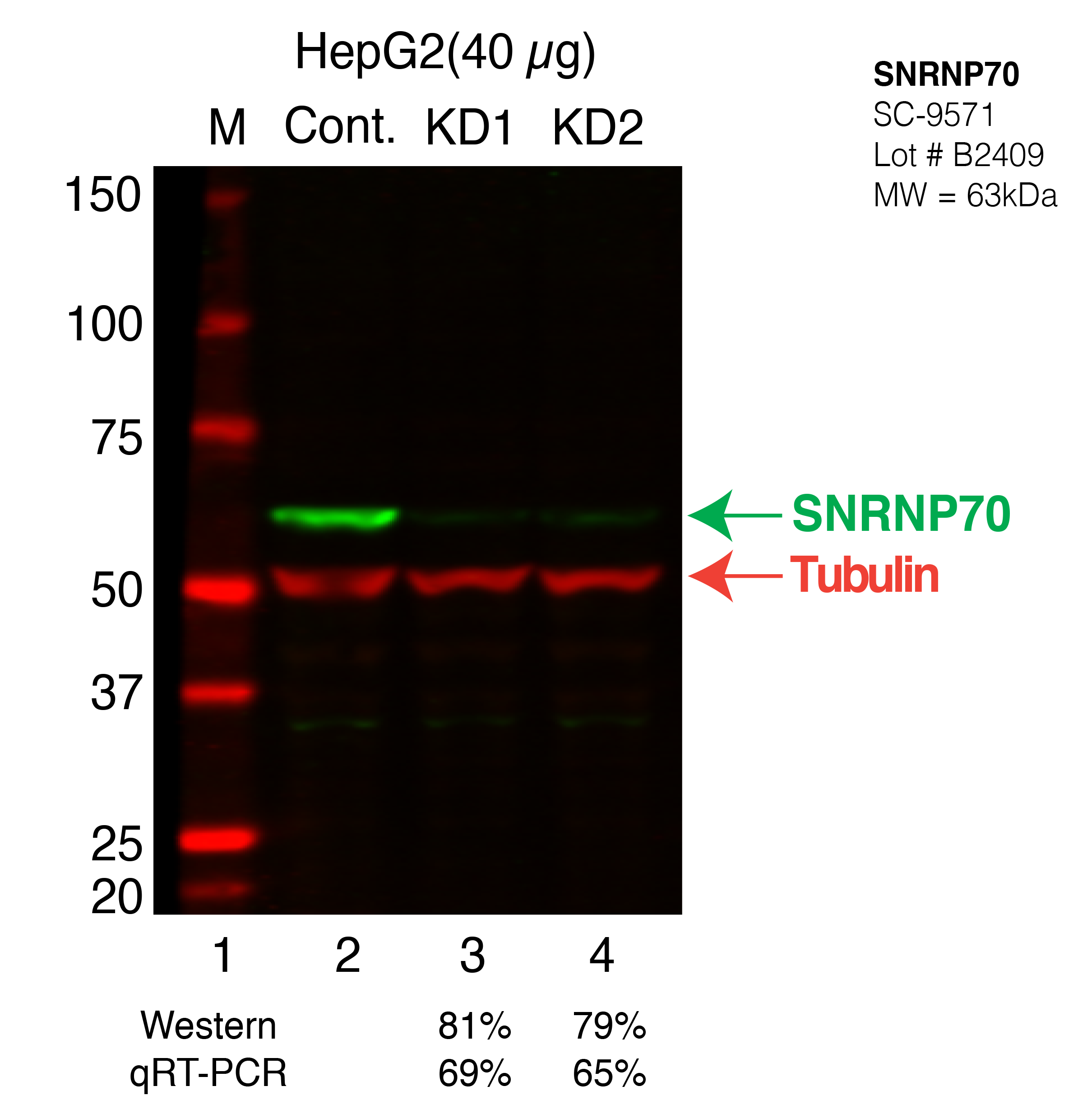 SNRNP70-hepg2-FU%27S.png<br>Caption: Western blot following shRNA against SNRNP70 in HepG2 whole cell lysate using SNRNP70 specific antibody. Lane 1 is a ladder, lane 2 is HepG2 non-targeting control knockdown, lane 3 and 4 are two different shRNAs against SNRNP70.SNRNP70 protein appears as the green band, Tubulin serves as a control and appears in red.