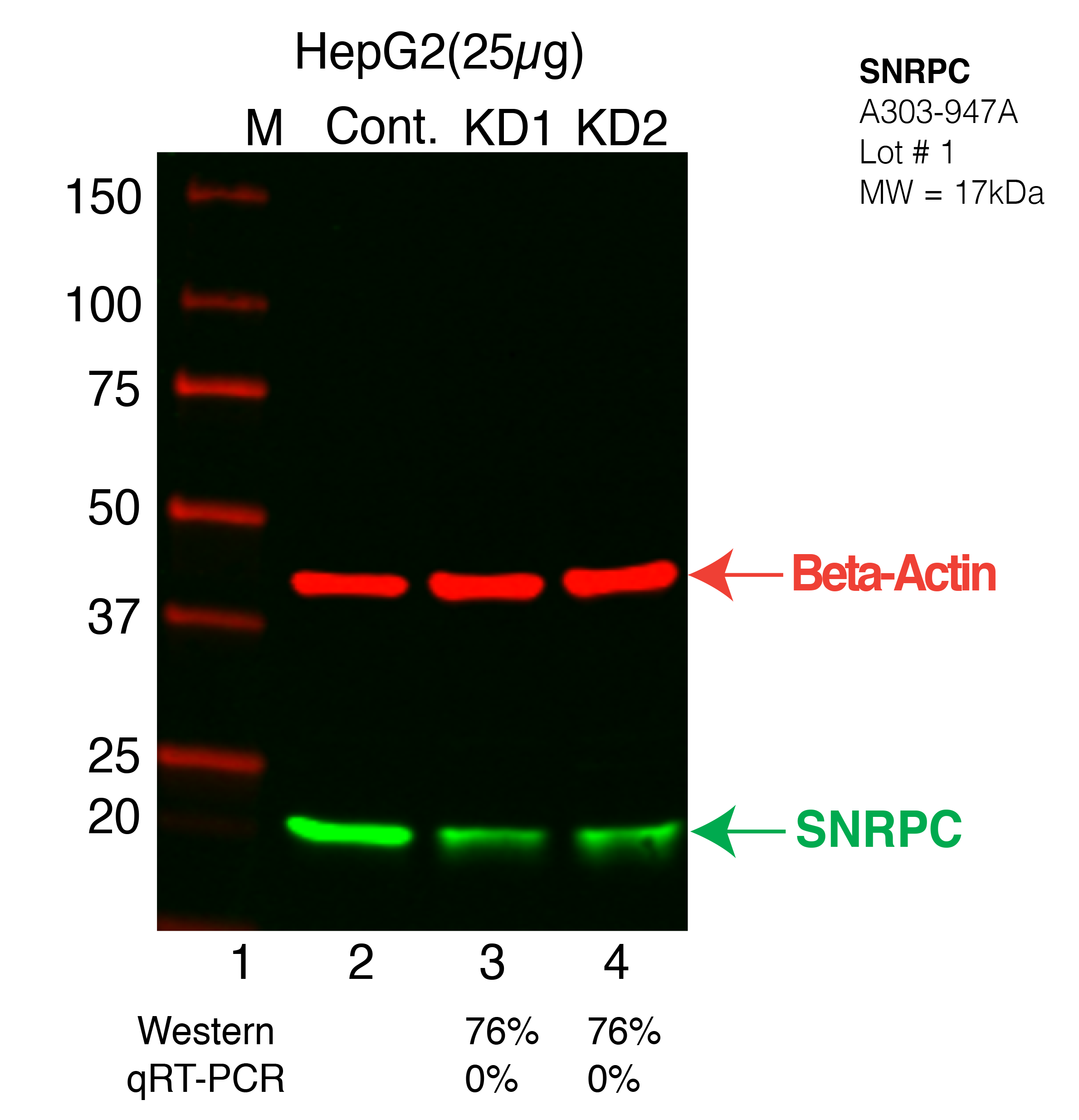 SNRPC-HEPG2-CRISPR-A303-947A.png<br>Caption: Western blot following CRISPR against SNRPC in HepG2 whole cell lysate using SNRPC specific antibody. Lane 1 is a ladder, lane 2 is HepG2 non-targeting control knockdown, lane 3 and 4 are two different CRISPR against SNRPC. SNRPC protein appears as the green arrow, Beta-actin serves as a control and appears in red arrow.