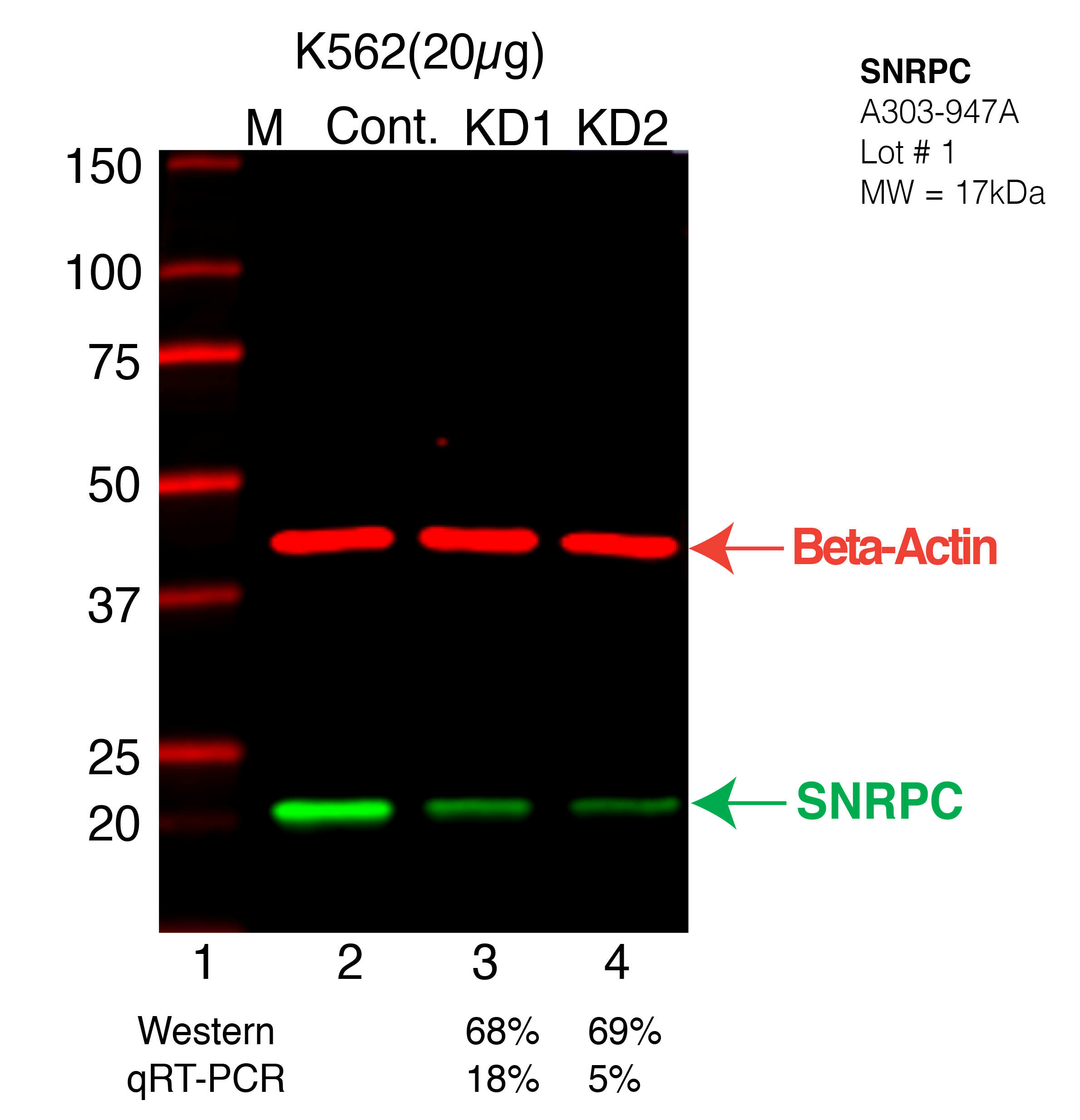 SNRPC-K562-CRISPR-A303-947A.png<br>Caption: Western blot following CRISPR against SNRPC in K562 whole cell lysate using SNRPC specific antibody. Lane 1 is a ladder, lane 2 is K562 non-targeting control knockdown, lane 3 and 4 are two different CRISPR against SNRPC. SNRPC protein appears as the green arrow, Beta-actin serves as a control and appears in red arrow.