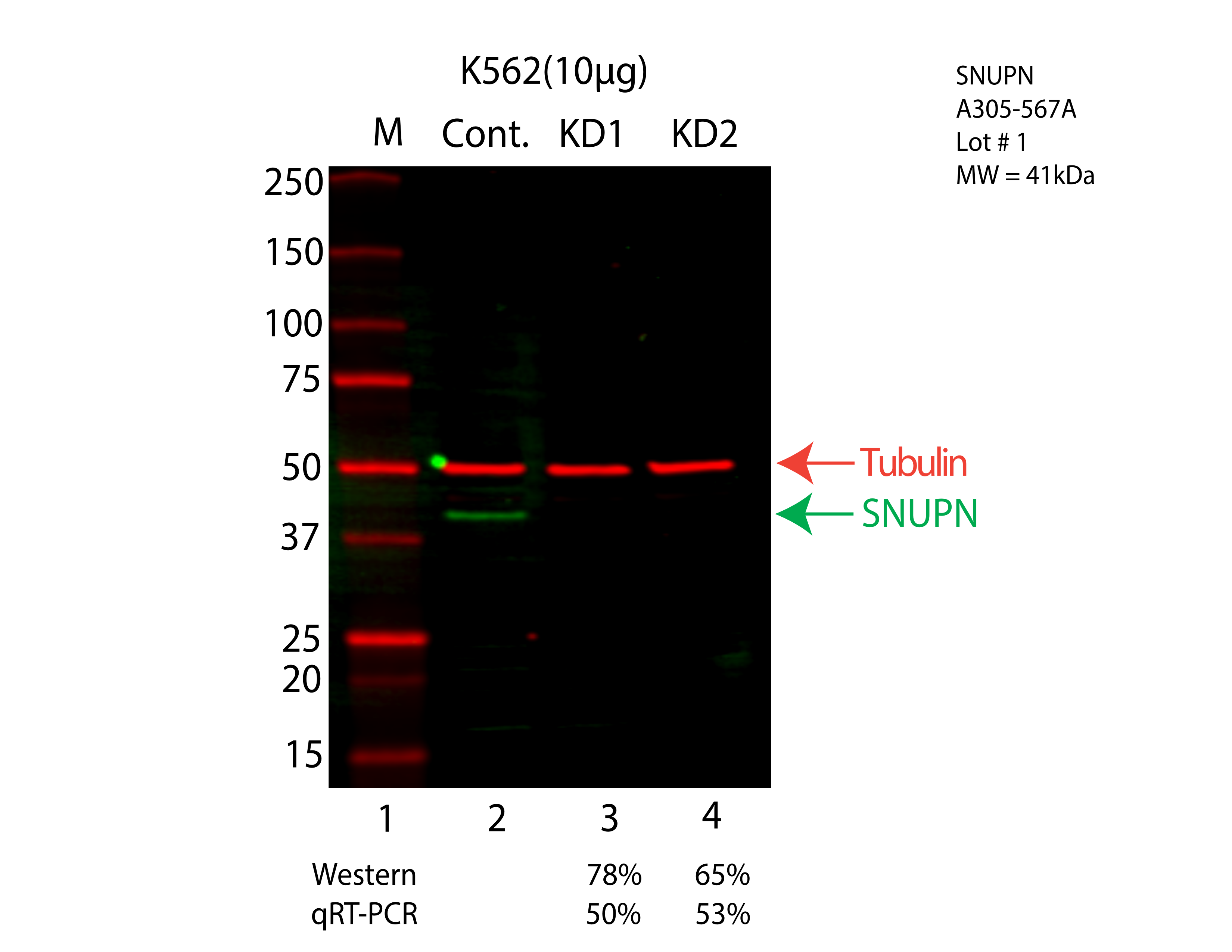 SNUPN-K562-CRISPR-A305-567A.png<br>Caption: Western blot following CRISPR against SNUPN in K562 whole cell lysate using SNUPN specific antibody. Lane 1 is a ladder, lane 2 is K562 non-targeting control knockdown, lane 3 and 4 are two different CRISPR against SNUPN. SNUPN protein appears as the green arrow, Tubulin serves as a control and appears in red arrow.