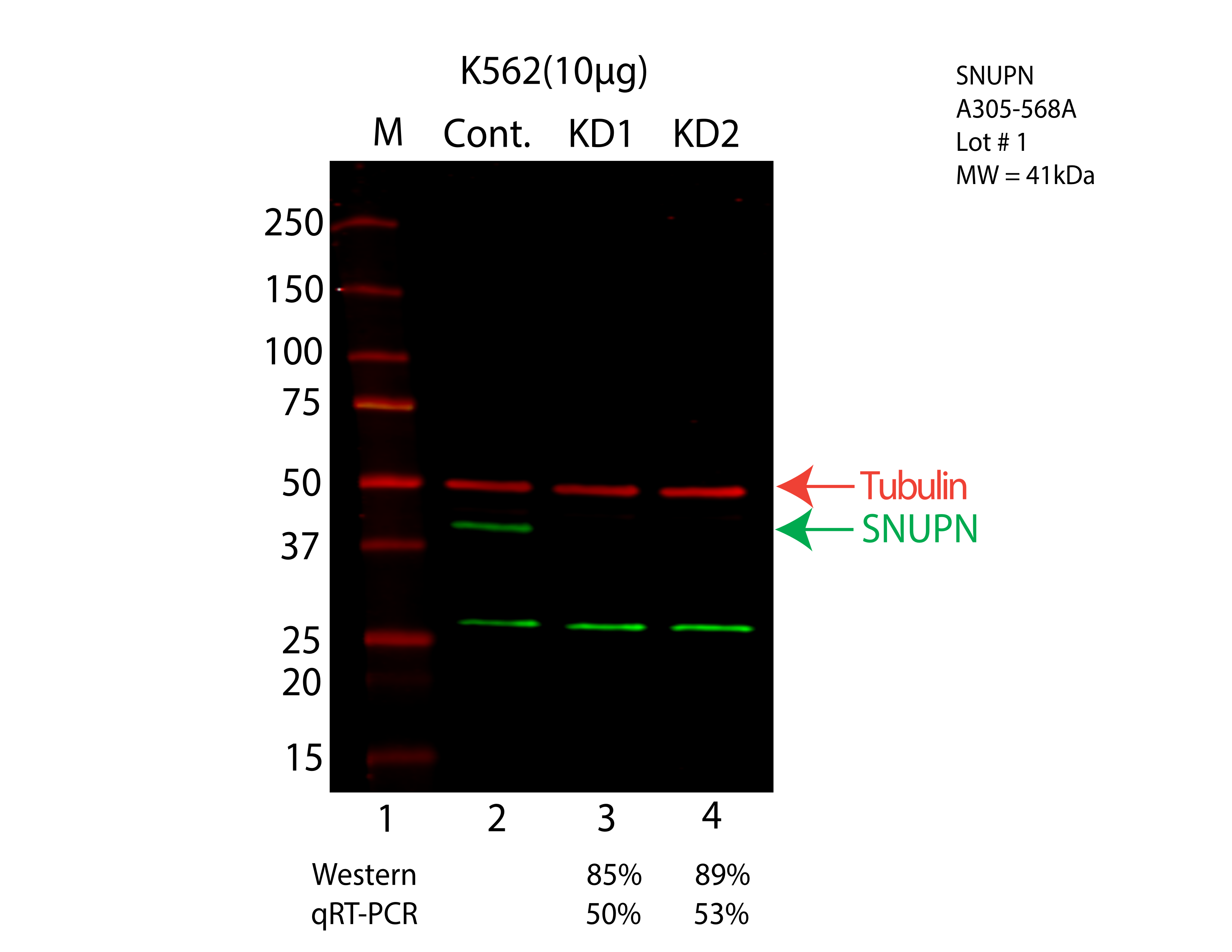 SNUPN-K562-CRISPR-A305-568A.png<br>Caption: Western blot following CRISPR against SNUPN in K562 whole cell lysate using SNUPN specific antibody. Lane 1 is a ladder, lane 2 is K562 non-targeting control knockdown, lane 3 and 4 are two different CRISPR against SNUPN. SNUPN protein appears as the green arrow, Tubulin serves as a control and appears in red arrow.