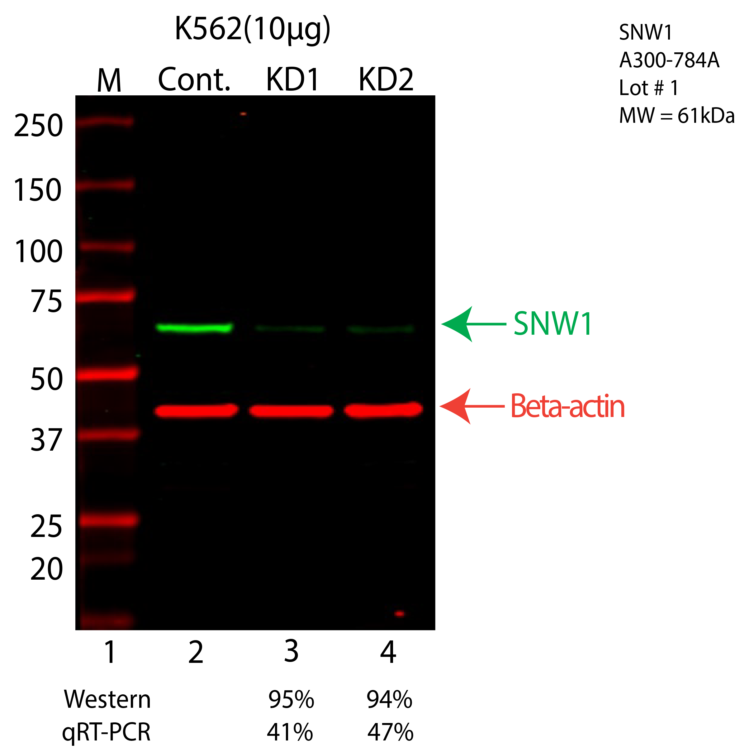 SNW1-K562-CRISPR-A300-784A.png<br>Caption: Western blot following CRISPR against SNW1 in K562 whole cell lysate using SNW1 specific antibody. Lane 1 is a ladder, lane 2 is K562 non-targeting control knockdown, lane 3 and 4 are two different CRISPR against SNW1. SNW1 protein appears as the green arrow, Beta-actin serves as a control and appears in red arrow.