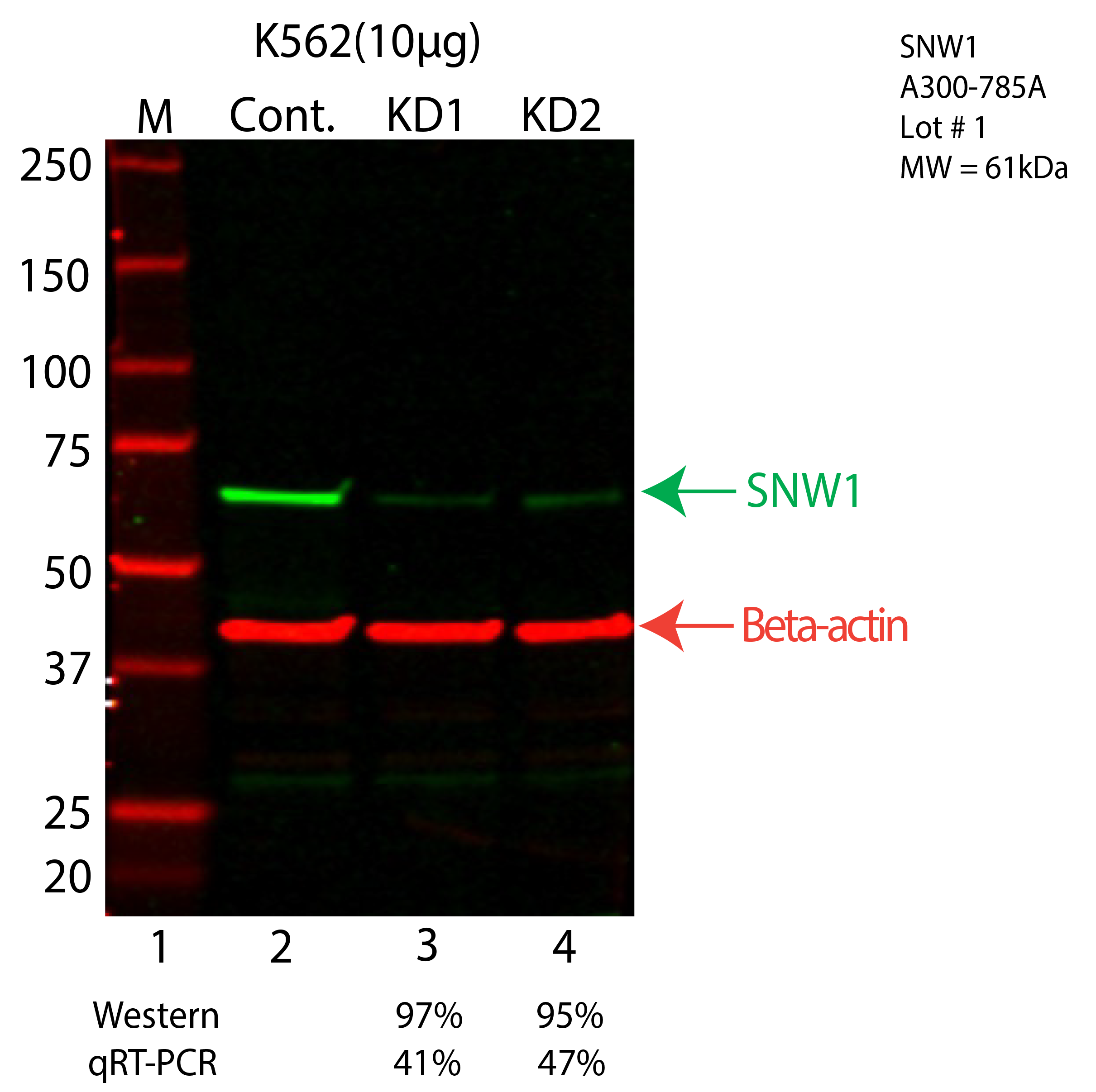 SNW1-K562-CRISPR-A300-785A.png<br>Caption: Western blot following CRISPR against SNW1 in K562 whole cell lysate using SNW1 specific antibody. Lane 1 is a ladder, lane 2 is K562 non-targeting control knockdown, lane 3 and 4 are two different CRISPR against SNW1. SNW1 protein appears as the green arrow, Beta-actin serves as a control and appears in red arrow.