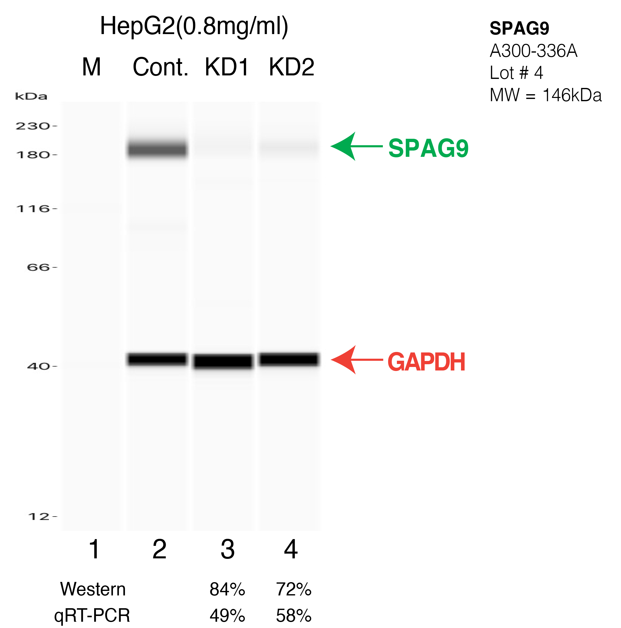 SPAG9-HEPG2-CRISPR-A300-336A.png<br>Caption: Western blot following CRISPR against SPAG9 in HepG2 whole cell lysate using SPAG9 specific antibody. Lane 1 is a ladder, lane 2 is HepG2 non-targeting control knockdown, lane 3 and 4 are two different CRISPR against SPAG9. SPAG9 protein appears as the green arrow, GAPDH serves as a control and appears in red arrow.