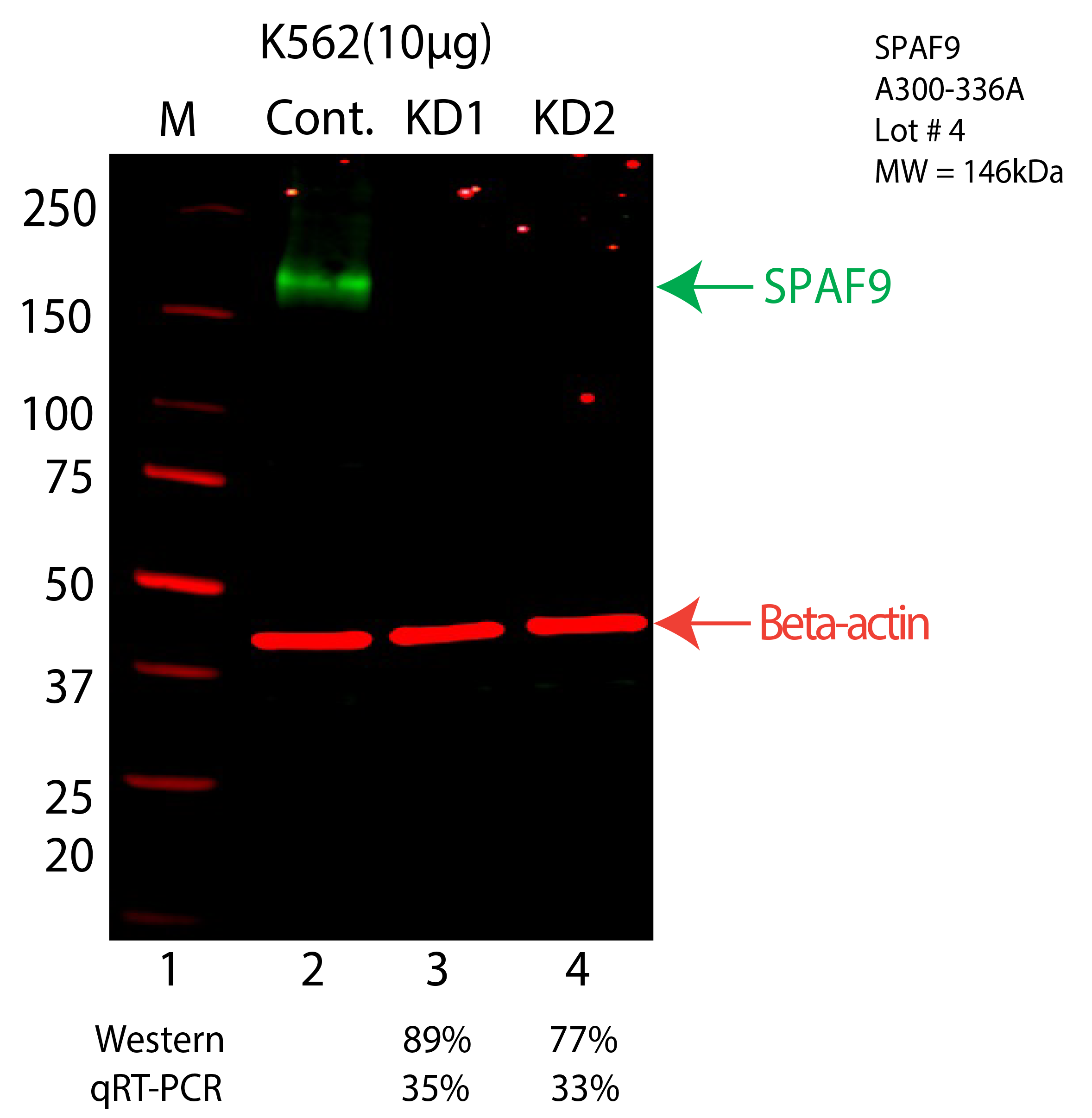 SPAG9-K562-CRISPR-A300-336A.png<br>Caption: Western blot following CRISPR against SPAG9 in K562 whole cell lysate using SPAG9 specific antibody. Lane 1 is a ladder, lane 2 is K562 non-targeting control knockdown, lane 3 and 4 are two different CRISPR against SPAG9. SPAG9 protein appears as the green arrow, Beta-actin serves as a control and appears in red arrow.