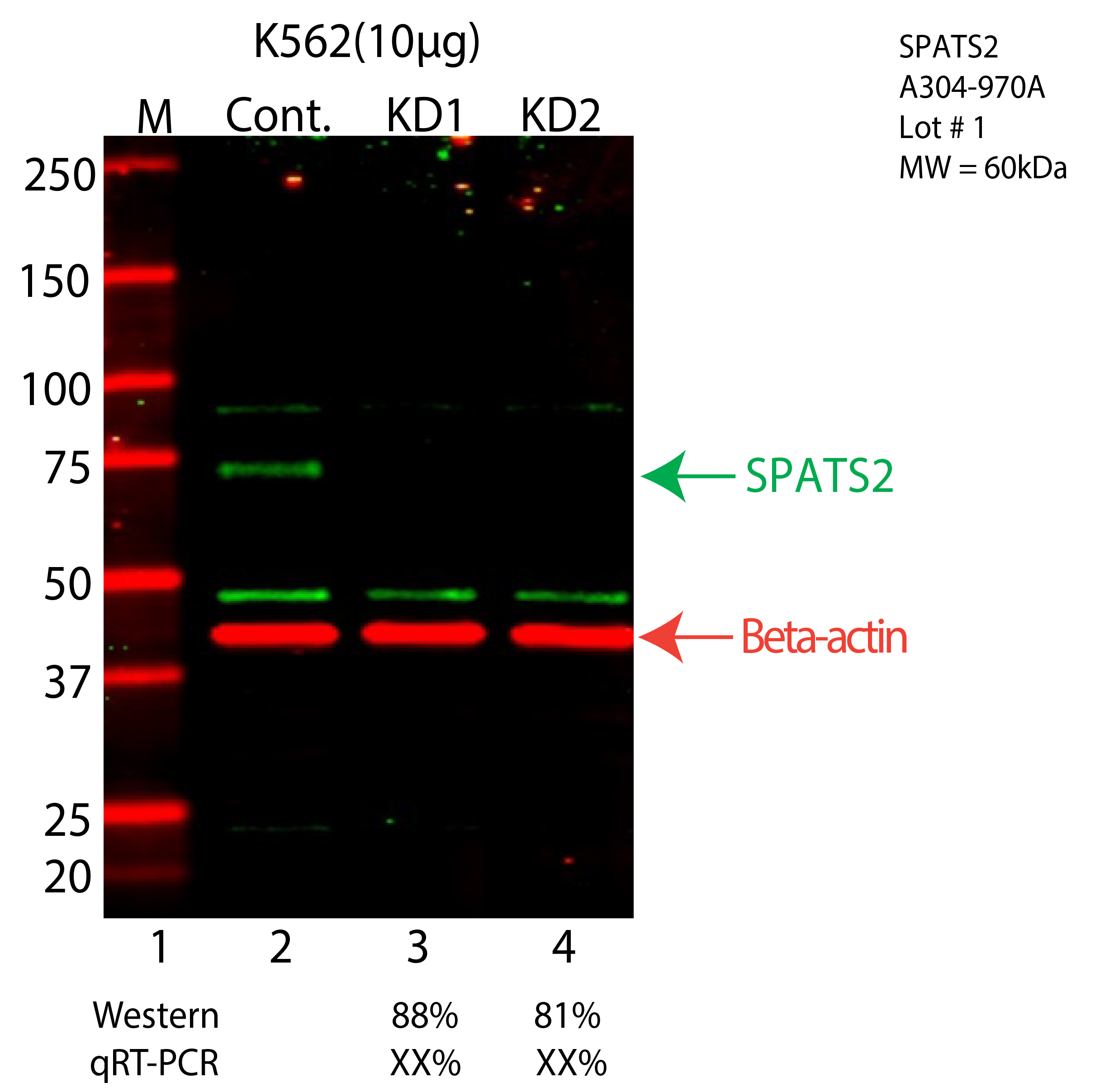 SPATS2-K562-CRISPR-A304-970A.png<br>Caption: Western blot following CRISPR against SPATS2 in K562 whole cell lysate using SPATS2 specific antibody. Lane 1 is a ladder, lane 2 is K562 non-targeting control knockdown, lane 3 and 4 are two different CRISPR against SPATS2. SPATS2 protein appears as the green arrow, Beta-actin serves as a control and appears in red arrow.