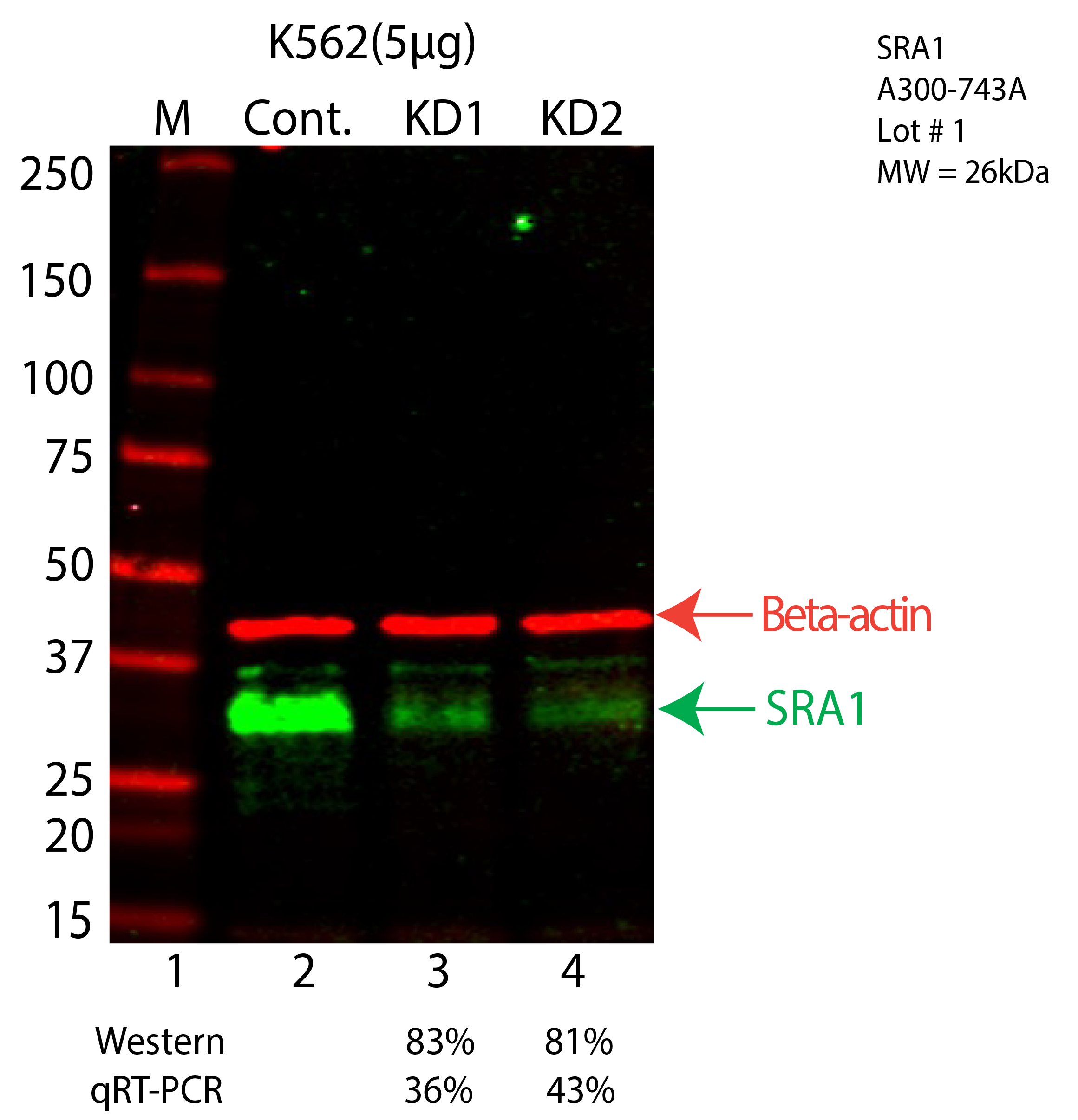 SRA1-K562-CRISPR-A300-743A.png<br>Caption: Western blot following CRISPR against SRA1 in K562 whole cell lysate using SRA1 specific antibody. Lane 1 is a ladder, lane 2 is K562 non-targeting control knockdown, lane 3 and 4 are two different CRISPR against SRA1. SRA1 protein appears as the green arrow, Beta-actin serves as a control and appears in red arrow.