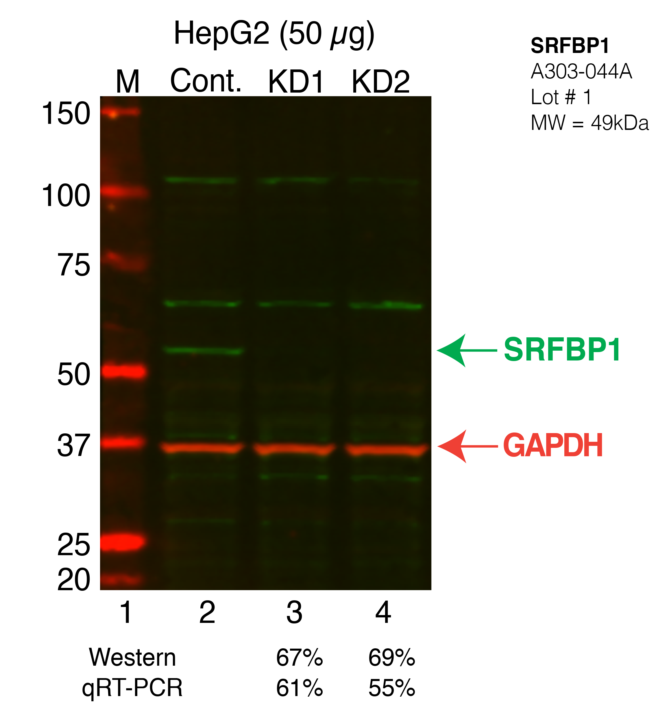 SRFBP1-HEPG2.png<br>Caption: Western blot following shRNA against SRFBP1 in HepG2 whole cell lysate using SRFBP1 specific antibody. Lane 1 is a ladder, lane 2 is HepG2 non-targeting control knockdown, lane 3 and 4 are two different shRNAs against SRFBP1.SRFBP1 protein appears as the green band, GAPDH serves as a control and appears in red.