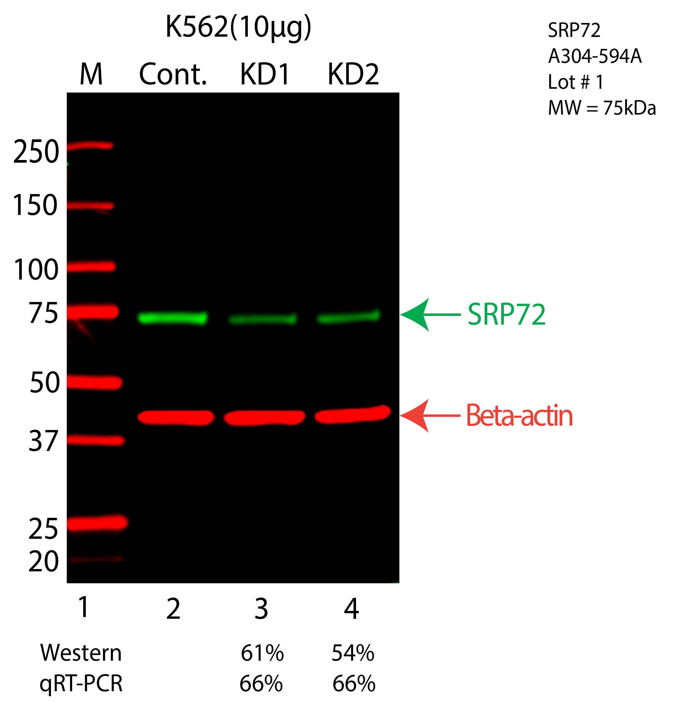 SRP72-K562-CRISPR-A304-594A.png<br>Caption: Western blot following CRISPR against SRP72 in K562 whole cell lysate using SRP72 specific antibody. Lane 1 is a ladder, lane 2 is K562 non-targeting control knockdown, lane 3 and 4 are two different CRISPR against SRP72. SRP72 protein appears as the green arrow, Beta-actin serves as a control and appears in red arrow.