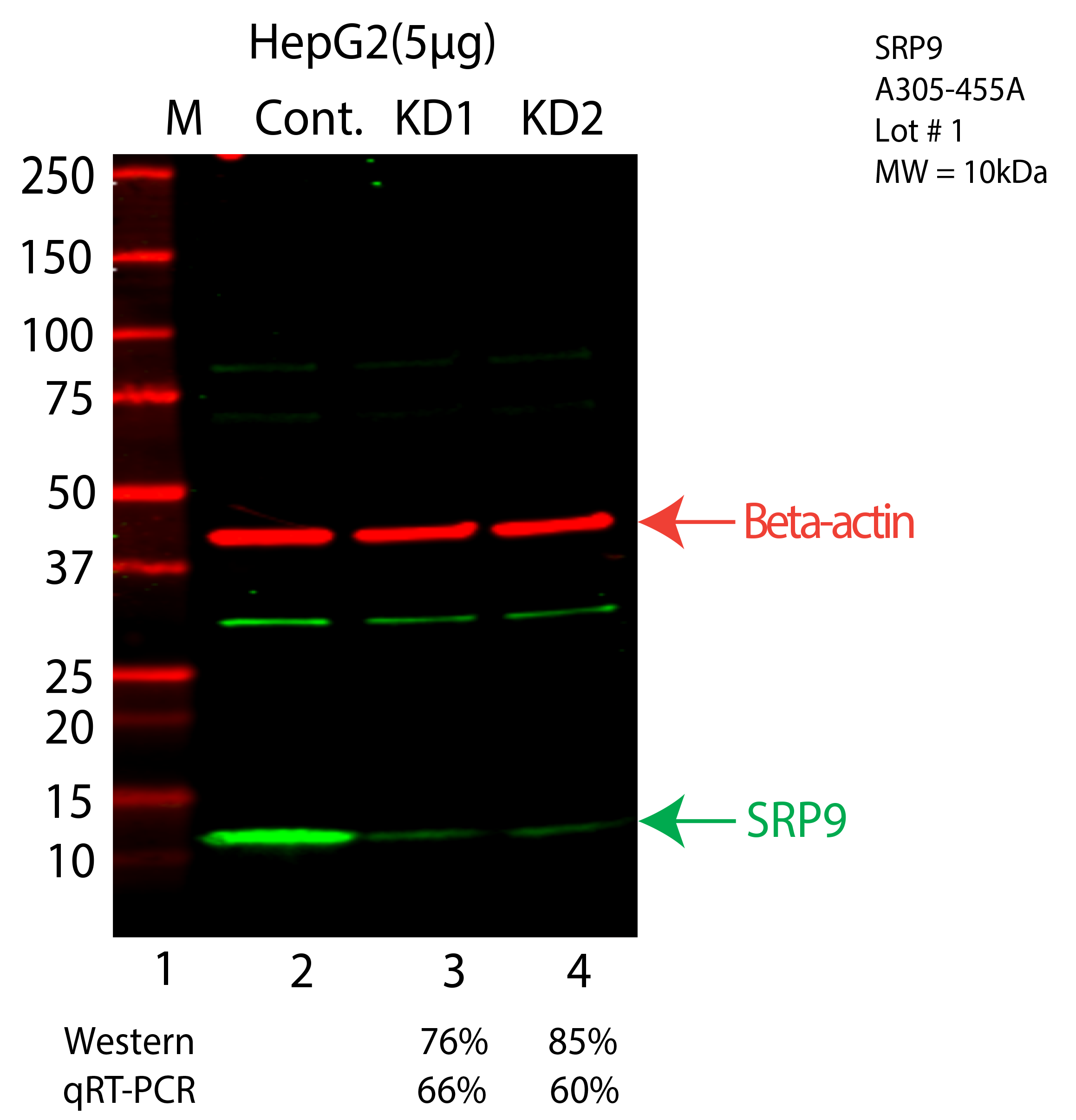 SRP9-HEPG2-CRISPR-A305-455A.png<br>Caption: Western blot following CRISPR against SRP9 in HepG2 whole cell lysate using SRP9 specific antibody. Lane 1 is a ladder, lane 2 is HepG2 non-targeting control knockdown, lane 3 and 4 are two different CRISPR against SRP9. SRP9 protein appears as the green arrow, Beta-actin serves as a control and appears in red arrow.