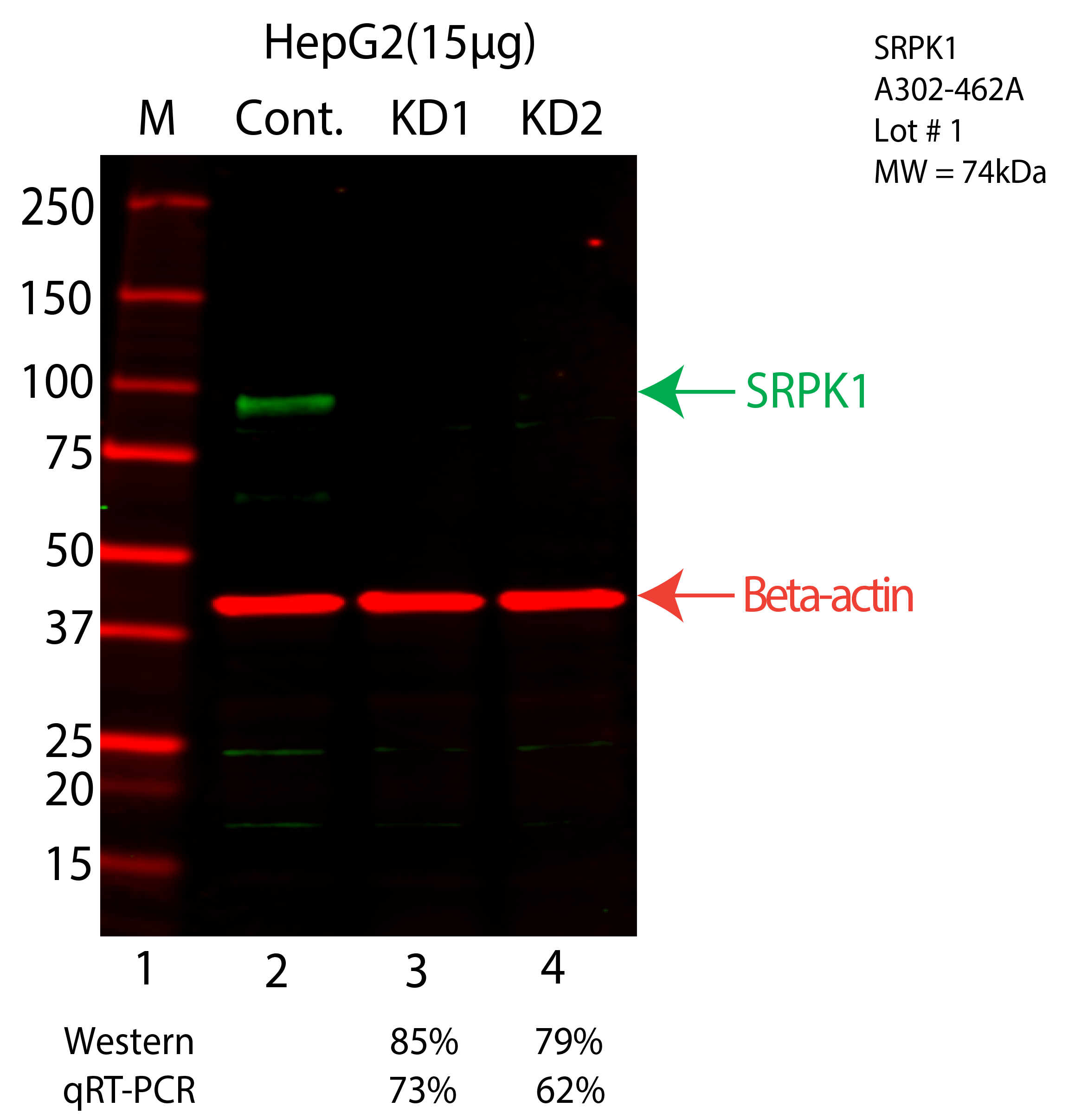 SRPK1-HEPG2-CRISPR-A302-462A.png<br>Caption: Western blot following CRISPR against SRPK1 in HepG2 whole cell lysate using SRPK1 specific antibody. Lane 1 is a ladder, lane 2 is HepG2 non-targeting control knockdown, lane 3 and 4 are two different CRISPR against SRPK1. SRPK1 protein appears as the green arrow, Beta-actin serves as a control and appears in red arrow.