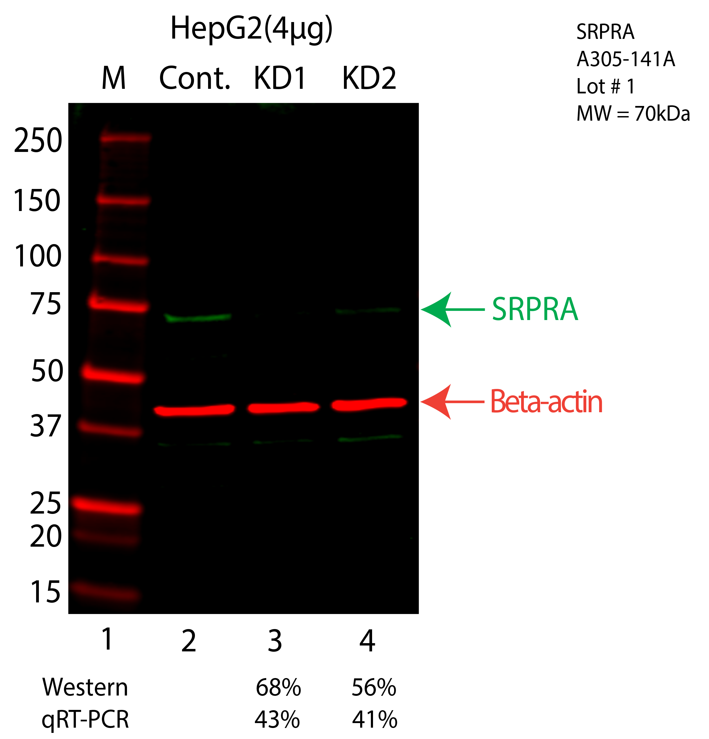 SRPRA-hepg2-CRISPR-A305-141A.png<br>Caption: Western blot following CRISPR against SRPRA in HepG2 whole cell lysate using SRPRA specific antibody. Lane 1 is a ladder, lane 2 is HepG2 non-targeting control knockdown, lane 3 and 4 are two different CRISPR against SRPRA. SRPRA protein appears as the green arrow, Beta-actin serves as a control and appears in red arrow.