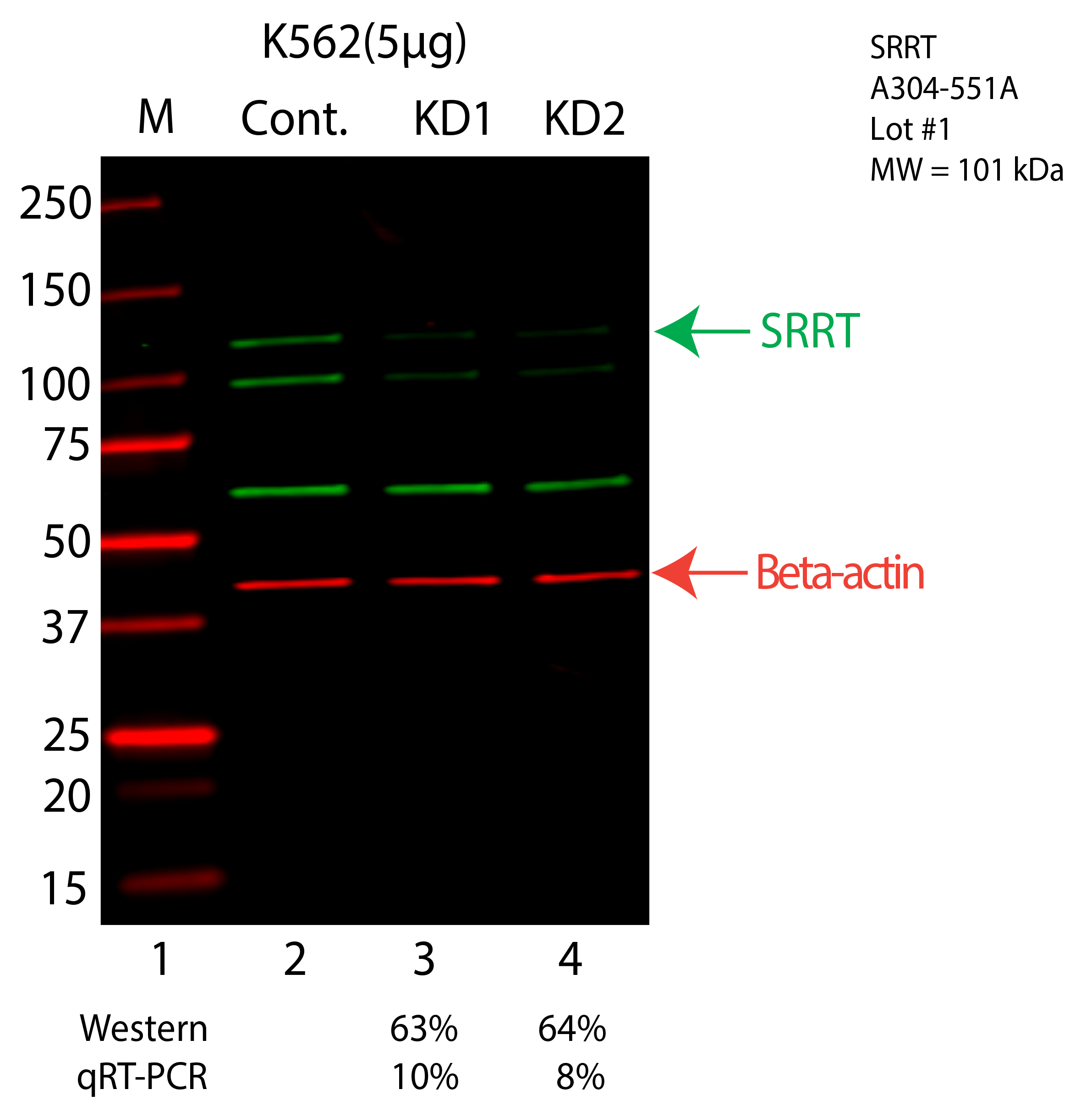 SRRT-K562-CRISPR-A304-551A.png<br>Caption: Western blot following CRISPR against SRRT in K562 whole cell lysate using SRRT specific antibody. Lane 1 is a ladder, lane 2 is K562 non-targeting control knockdown, lane 3 and 4 are two different CRISPR against SRRT. SRRT protein appears as the green arrow, Beta-actin serves as a control and appears in red arrow.