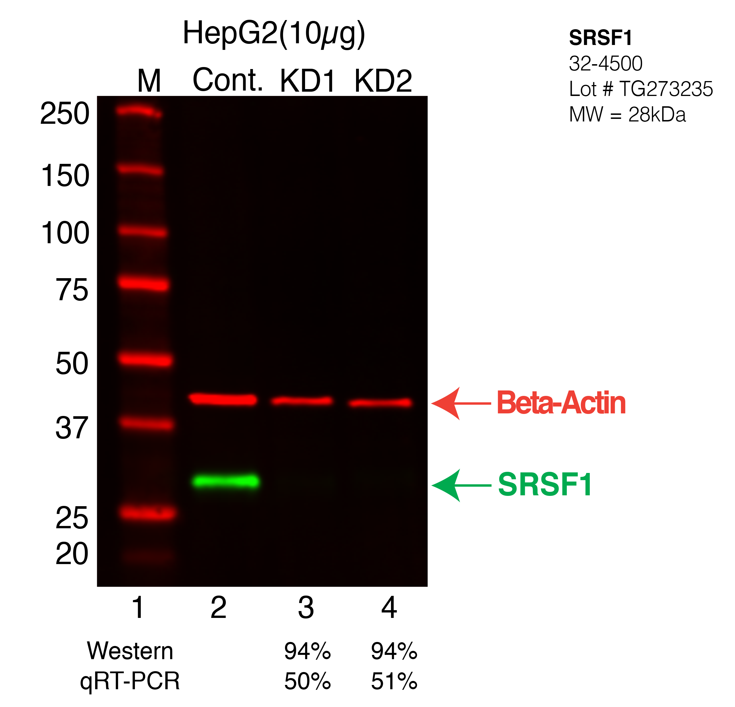 SRSF1-HepG2.png<br>Caption: Western blot following shRNA against SRSF1 in HepG2 whole cell lysate using SRSF1 specific antibody. Lane 1 is a ladder, lane 2 is HepG2 non-targeting control knockdown, lane 3 and 4 are two different shRNA against SRSF1. SRSF1 protein appears as the green arrow, Beta-actin serves as a control and appears in red arrow.