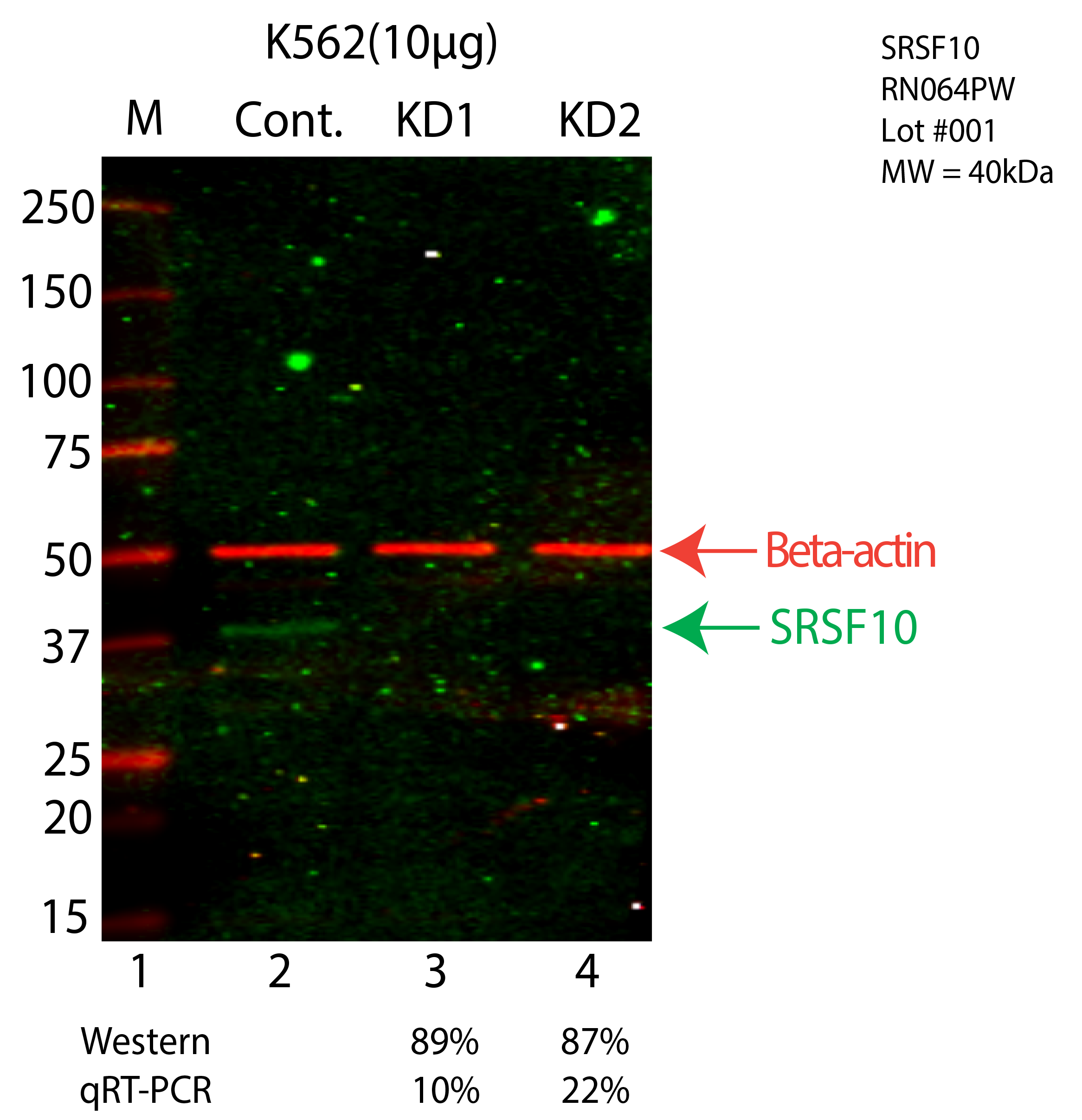 SRSF10-K562-CRISPR-RN064PW.png<br>Caption: Western blot following CRISPR against SRSF10 in K562 whole cell lysate using SRSF10 specific antibody. Lane 1 is a ladder, lane 2 is K562 non-targeting control knockdown, lane 3 and 4 are two different CRISPR against SRSF10. SRSF10 protein appears as the green arrow, Beta-actin serves as a control and appears in red arrow.