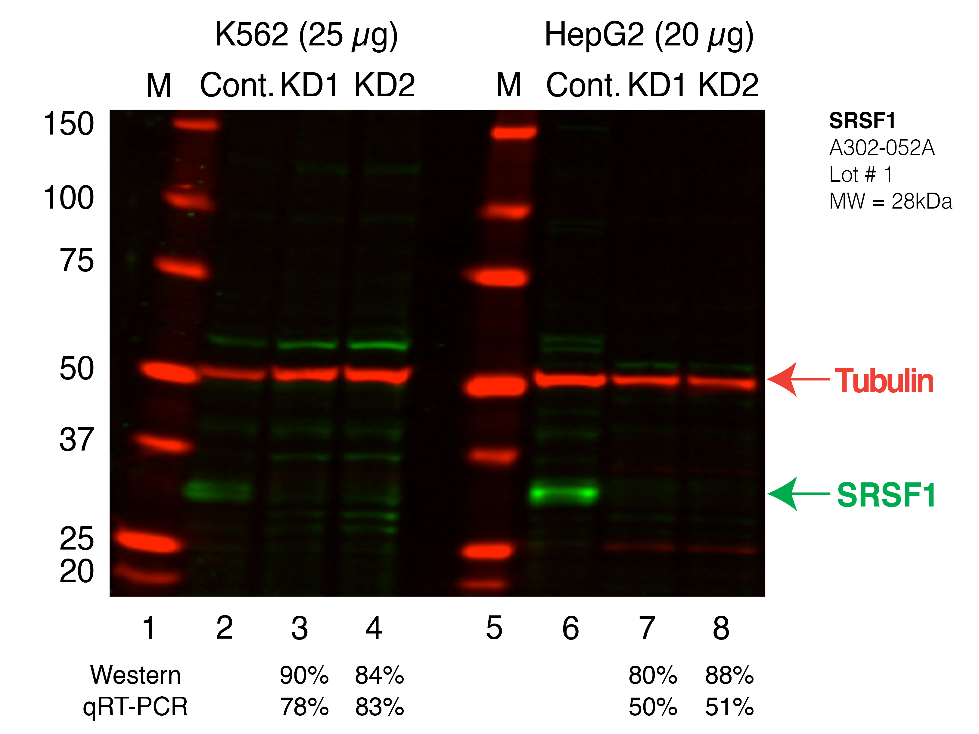 SRSF1_Secondary_Western.png<br>Caption: Western blot following shRNA against SRSF1 in K562 and HepG2 whole cell lysate using SRSF1 specific antibody. Lane 1 is a ladder, lane 2 is K562 non-targeting control knockdown, lane 3 and 4 are two different shRNAs against SRSF1. Lanes 5-8 follow the same pattern, but in HepG2. SRSF1 protein appears as the green band, Tubulin serves as a control and appears in red.