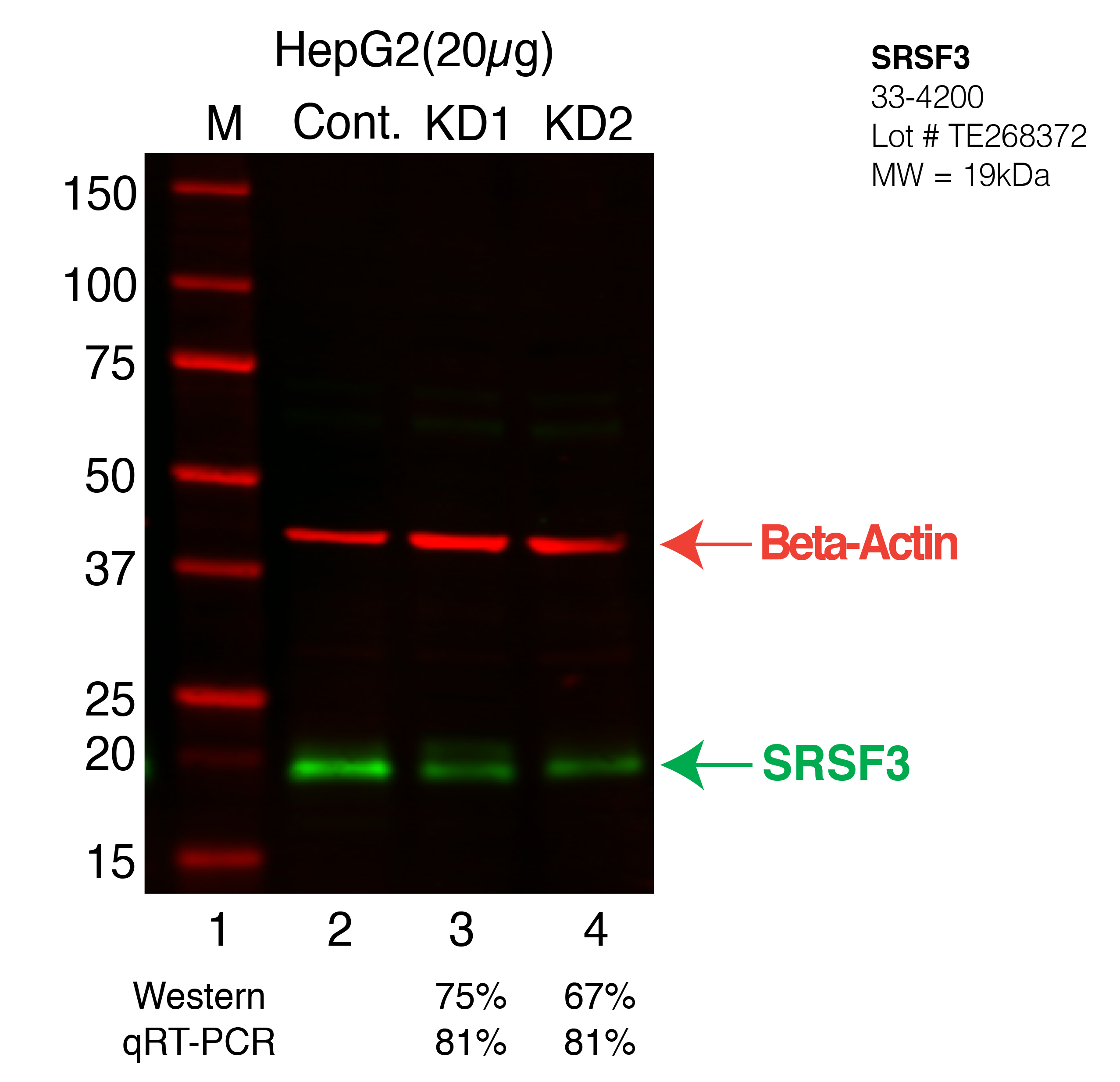 SRSF3-HEPG2-33-4200.png<br>Caption: Western blot following shRNA against SRSF3 in HepG2 whole cell lysate using SRSF3 specific antibody. Lane 1 is a ladder, lane 2 is HepG2 non-targeting control knockdown, lane 3 and 4 are two different shRNA against SRSF3. SRSF3 protein appears as the green arrow, Beta-actin serves as a control and appears in red arrow.