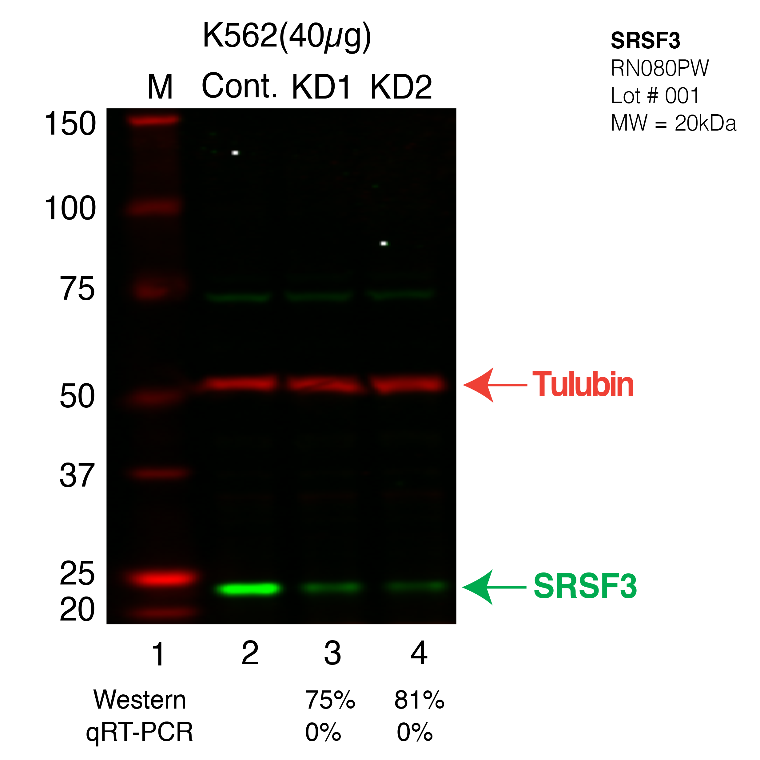 SRSF3-K562-CRISPR.png<br>Caption: Western blot following CRISPR against SRSF3 in K562 whole cell lysate using SRSF3 specific antibody. Lane 1 is a ladder, lane 2 is K562 non-targeting control knockdown, lane 3 and 4 are two different CRISPR against SRSF3.SRSF3 protein appears as the green band, Tubulin serves as a control and appears in red.