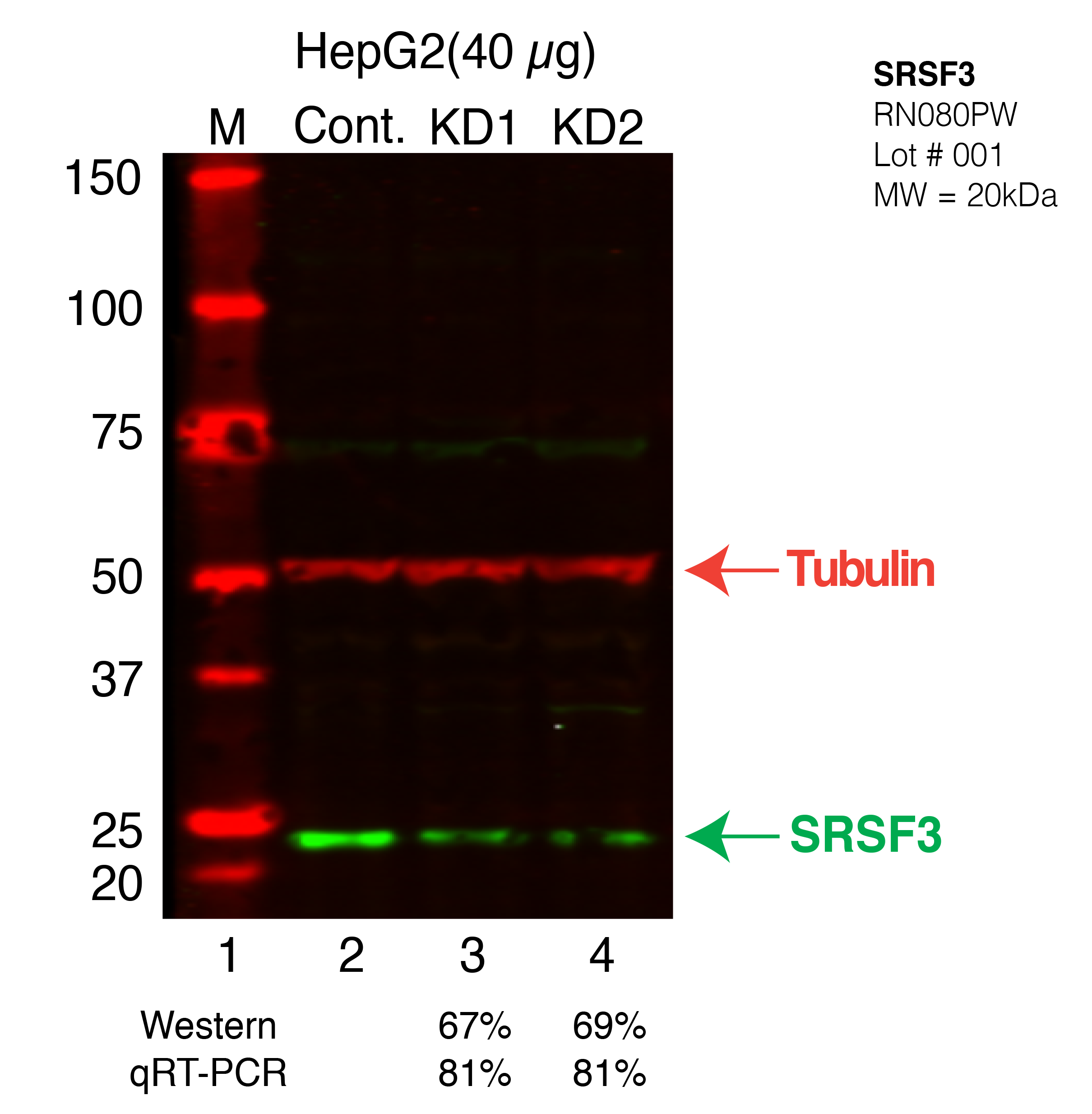 SRSF3-hepg2-FU%27S.png<br>Caption: Western blot following shRNA against SRSF3 in HepG2 whole cell lysate using SRSF3 specific antibody. Lane 1 is a ladder, lane 2 is HepG2 non-targeting control knockdown, lane 3 and 4 are two different shRNAs against SRSF3.SRSF3 protein appears as the green band, Tubulin serves as a control and appears in red.