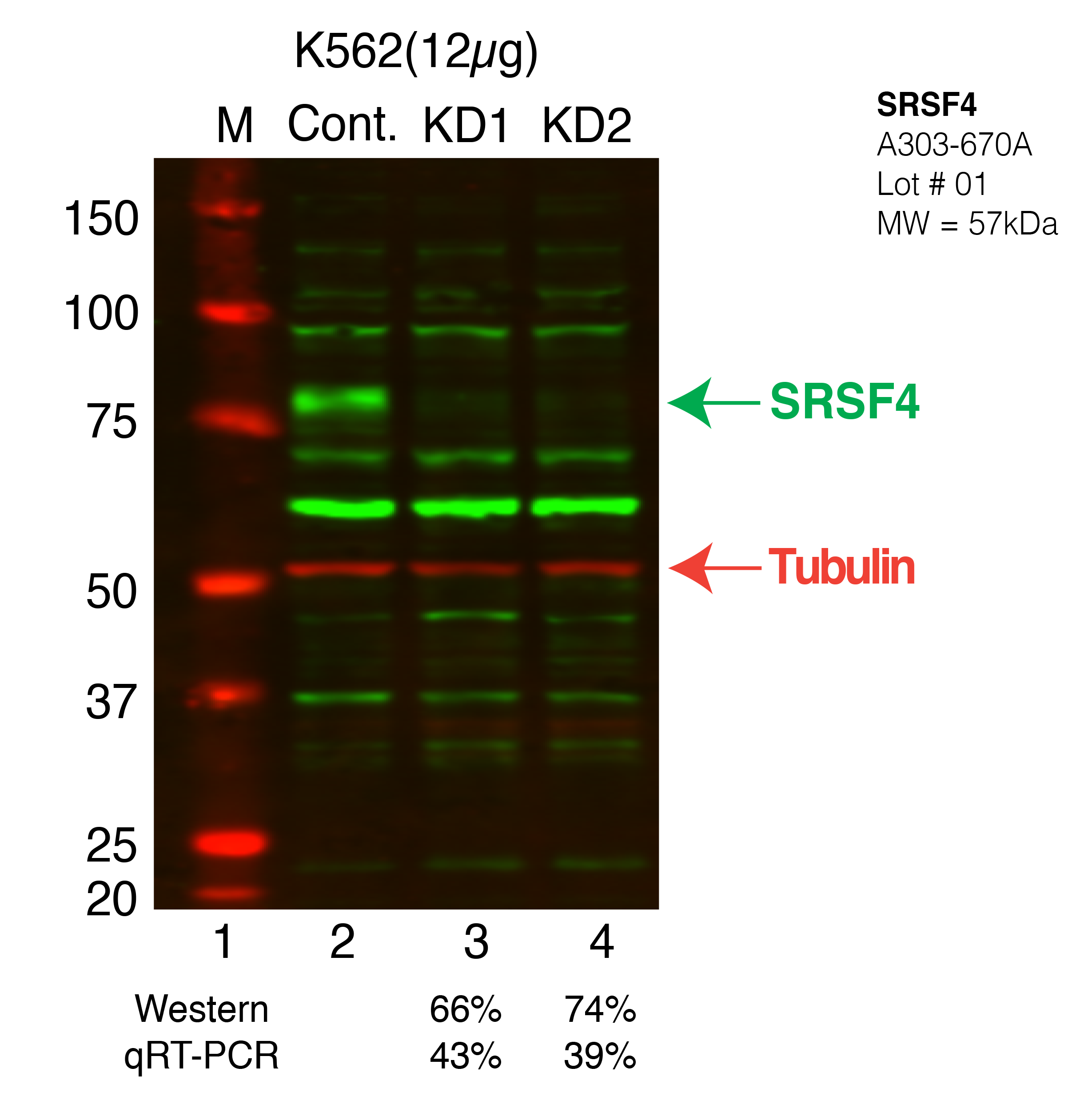 SRSF4-K562.png<br>Caption: Western blot following CRISPR against SRSF4 in K562 whole cell lysate using SRSF4 specific antibody. Lane 1 is a ladder, lane 2 is K562 non-targeting control knockdown, lane 3 and 4 are two different CRISPR against SRSF4.SRSF4 protein appears as the green band, Tubulin serves as a control and appears in red.