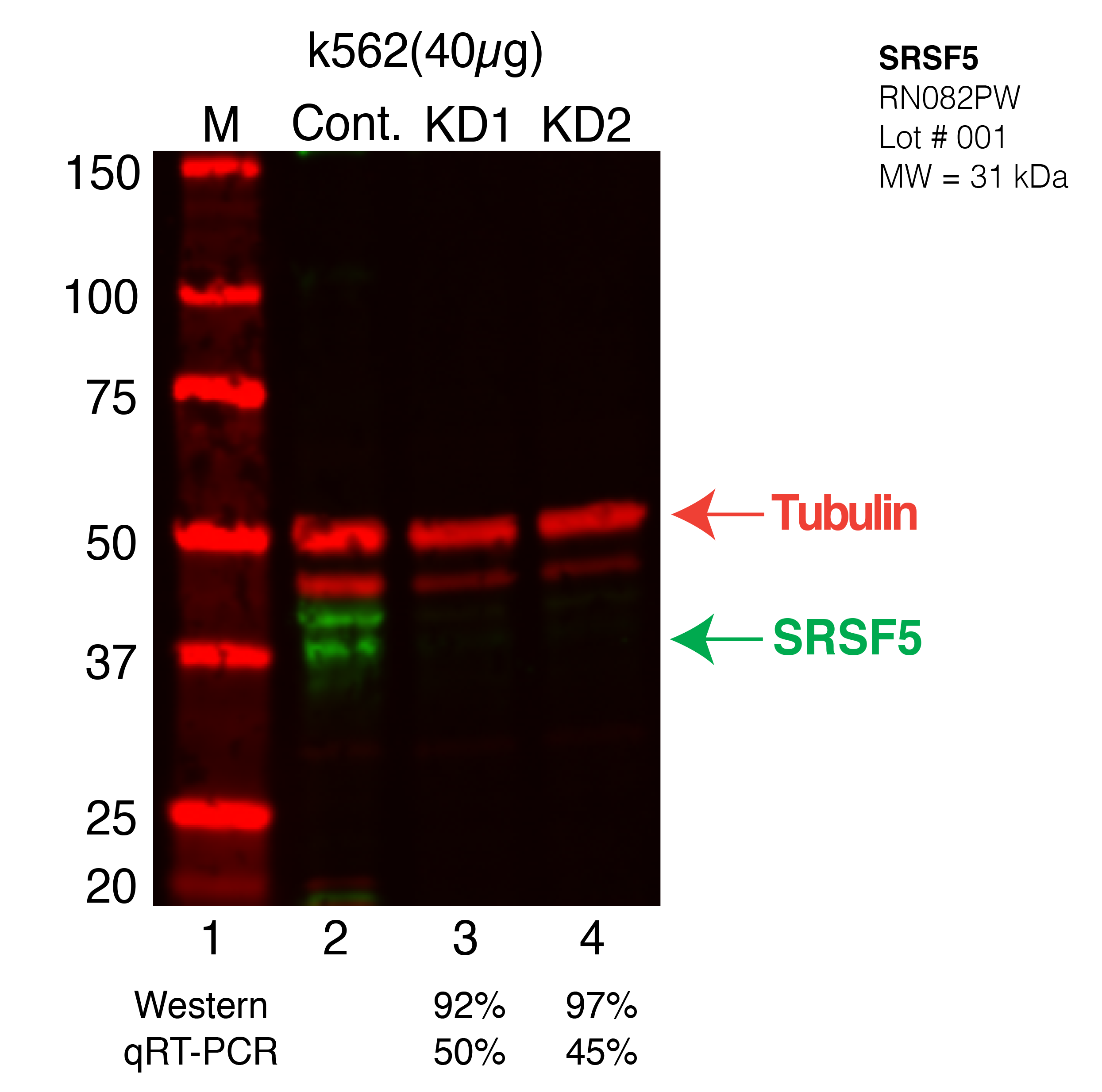 SRSF5-K562-CRISPR.png<br>Caption: Western blot following CRISPR against SRSF5 in K562 whole cell lysate using SRSF5 specific antibody. Lane 1 is a ladder, lane 2 is K562 non-targeting control knockdown, lane 3 and 4 are two different CRISPR against SRSF5. SRSF5 protein appears as the green band, Tubulin serves as a control and appears in red.