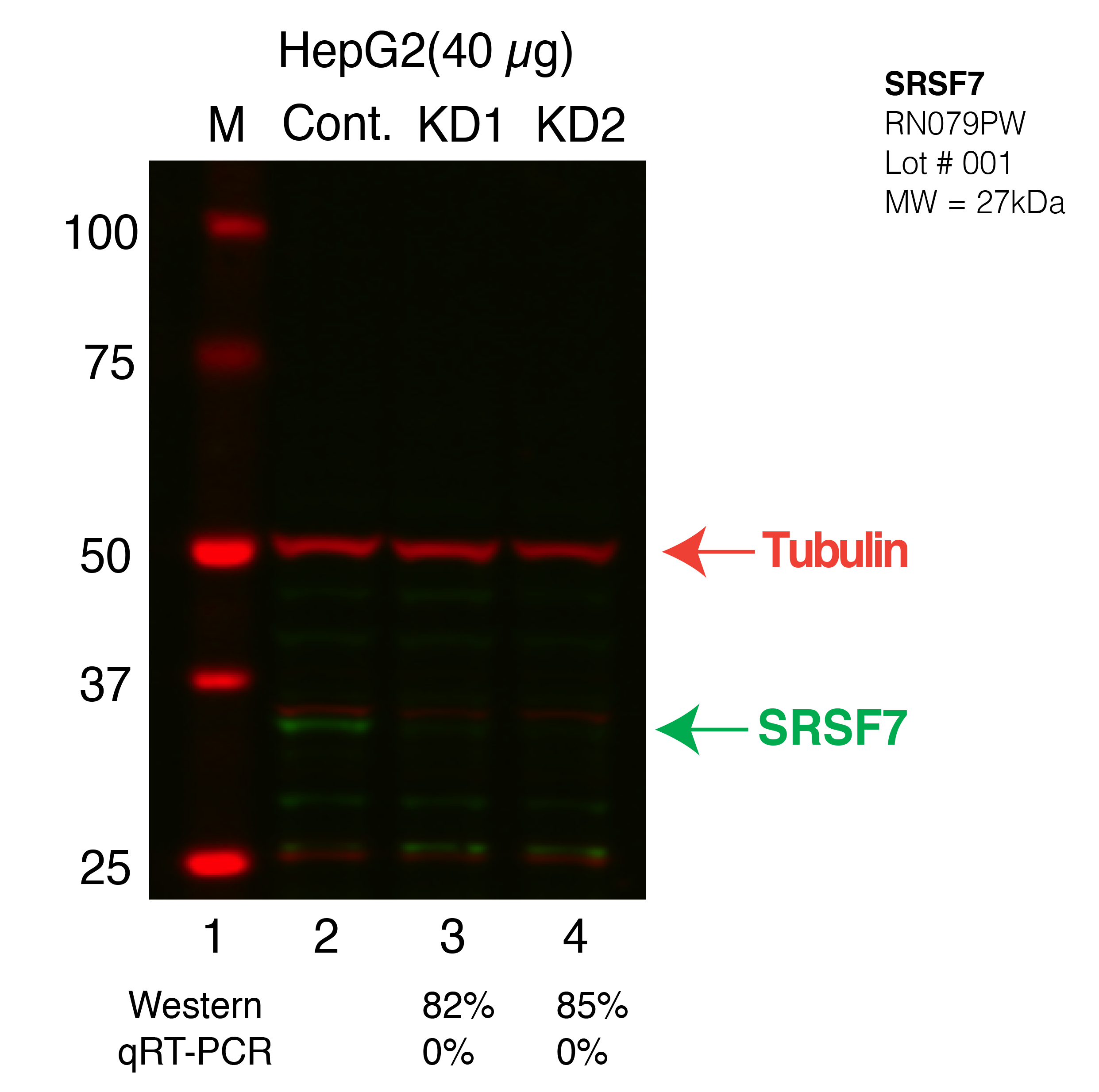 SRSF7-HEPG2-CRISPR.png<br>Caption: Western blot following CRISPR against SRSF7 in HepG2 whole cell lysate using SRSF7 specific antibody. Lane 1 is a ladder, lane 2 is HepG2 non-targeting control knockdown, lane 3 and 4 are two different CRISPR against SRSF7. SRSF7 protein appears as the green band, Tubulin serves as a control and appears in red.