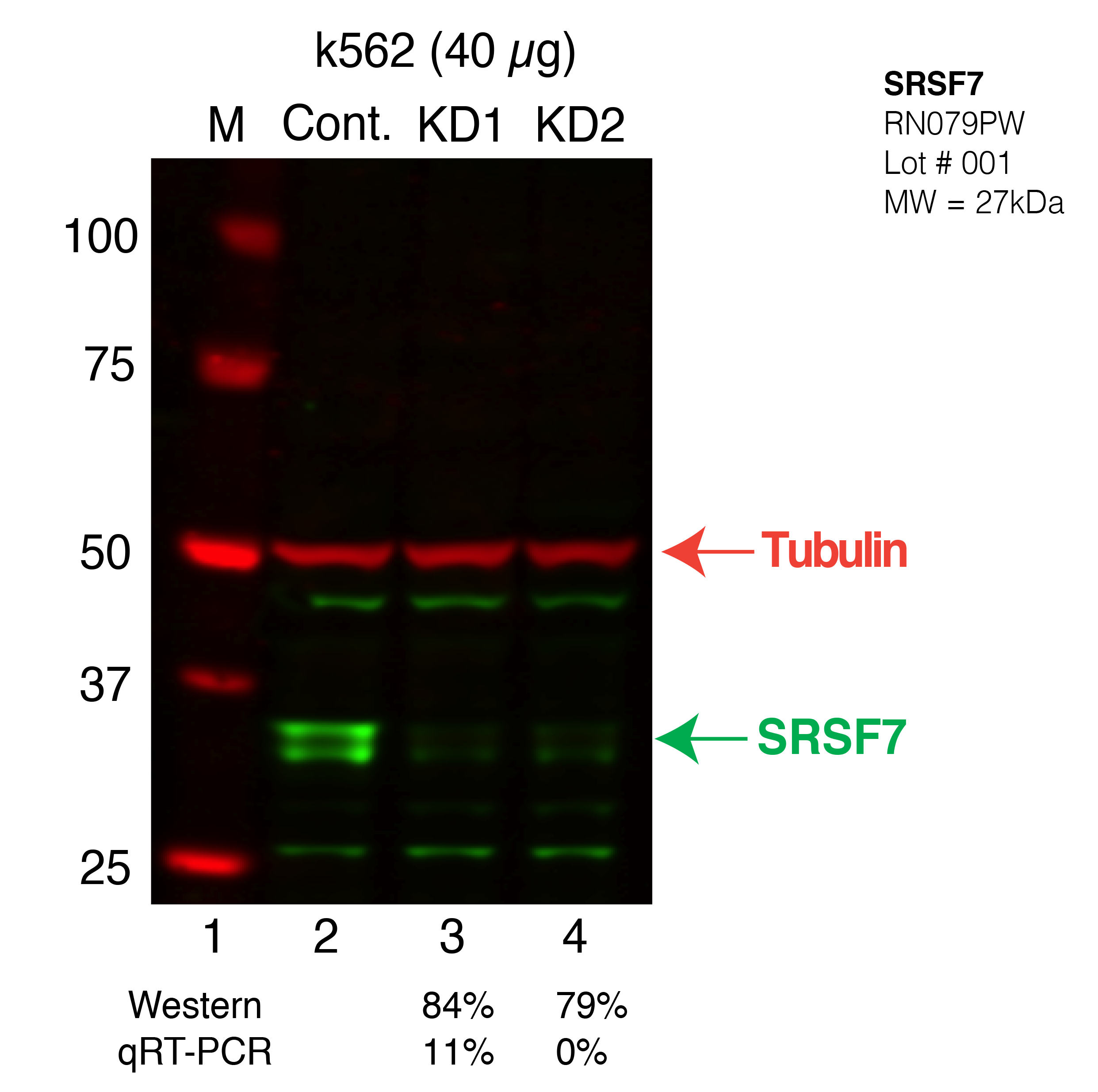 SRSF7-K562-CRISPR.png<br>Caption: Western blot following CRISPR against SRSF7 in k562 whole cell lysate using SRSF7 specific antibody. Lane 1 is a ladder, lane 2 is k562 non-targeting control knockdown, lane 3 and 4 are two different CRISPR against SRSF7. SRSF7 protein appears as the green band, Tubulin serves as a control and appears in red.