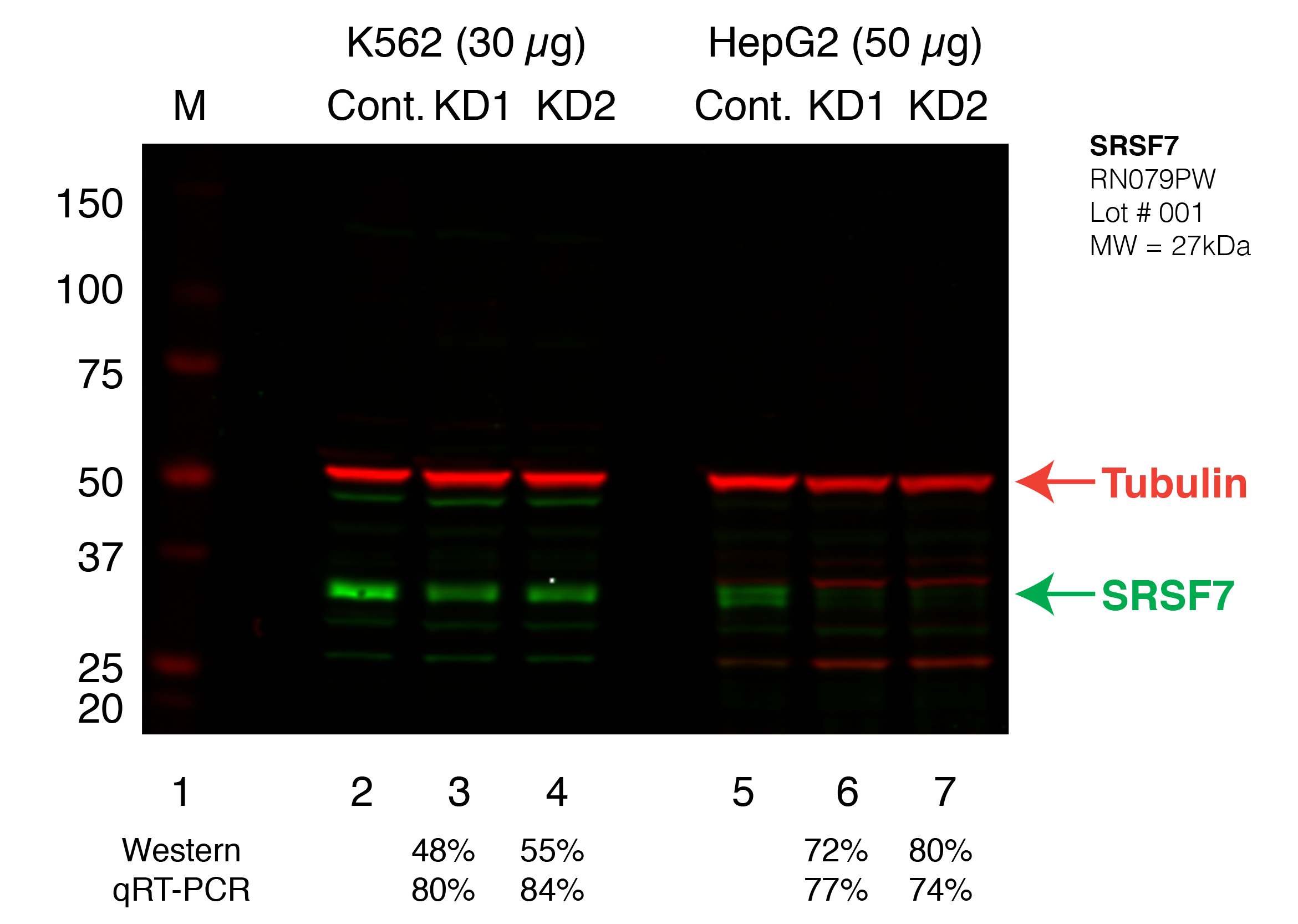 SRSF7_Secondary_Western.png<br>Caption: Western blot following shRNA against SRSF7 in K562 and HepG2 whole cell lysate using SRSF7 specific antibody. Lane 1 is a ladder, lane 2 is K562 non-targeting control knockdown, lane 2 and 3 are two different shRNAs against SRSF7. Lanes 5-7 follow the same pattern, but in HepG2. SRSF7 protein appears as the green band, GAPDH serves as a control and appears in red.