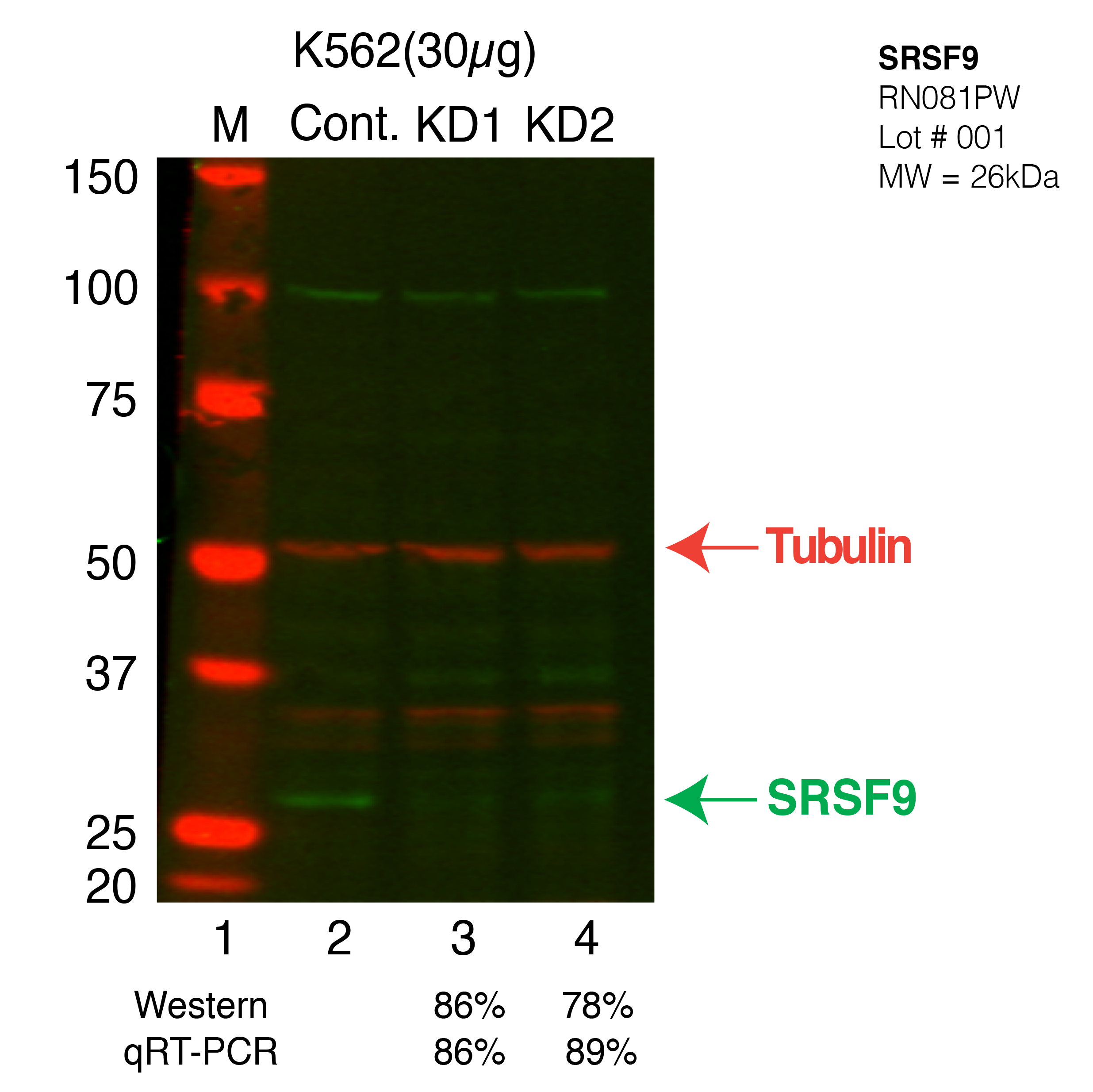 SRSF9-CRISPR-K562.png<br>Caption: Western blot following CRISPR against SRSF9 in K562 whole cell lysate using SRSF9 specific antibody. Lane 1 is a ladder, lane 2 is K562 non-targeting control knockdown, lane 3 and 4 are two different CRISPR against SRSF9. SRSF9 protein appears as the green arrow, Tubulin serves as a control and appears in red arrow.