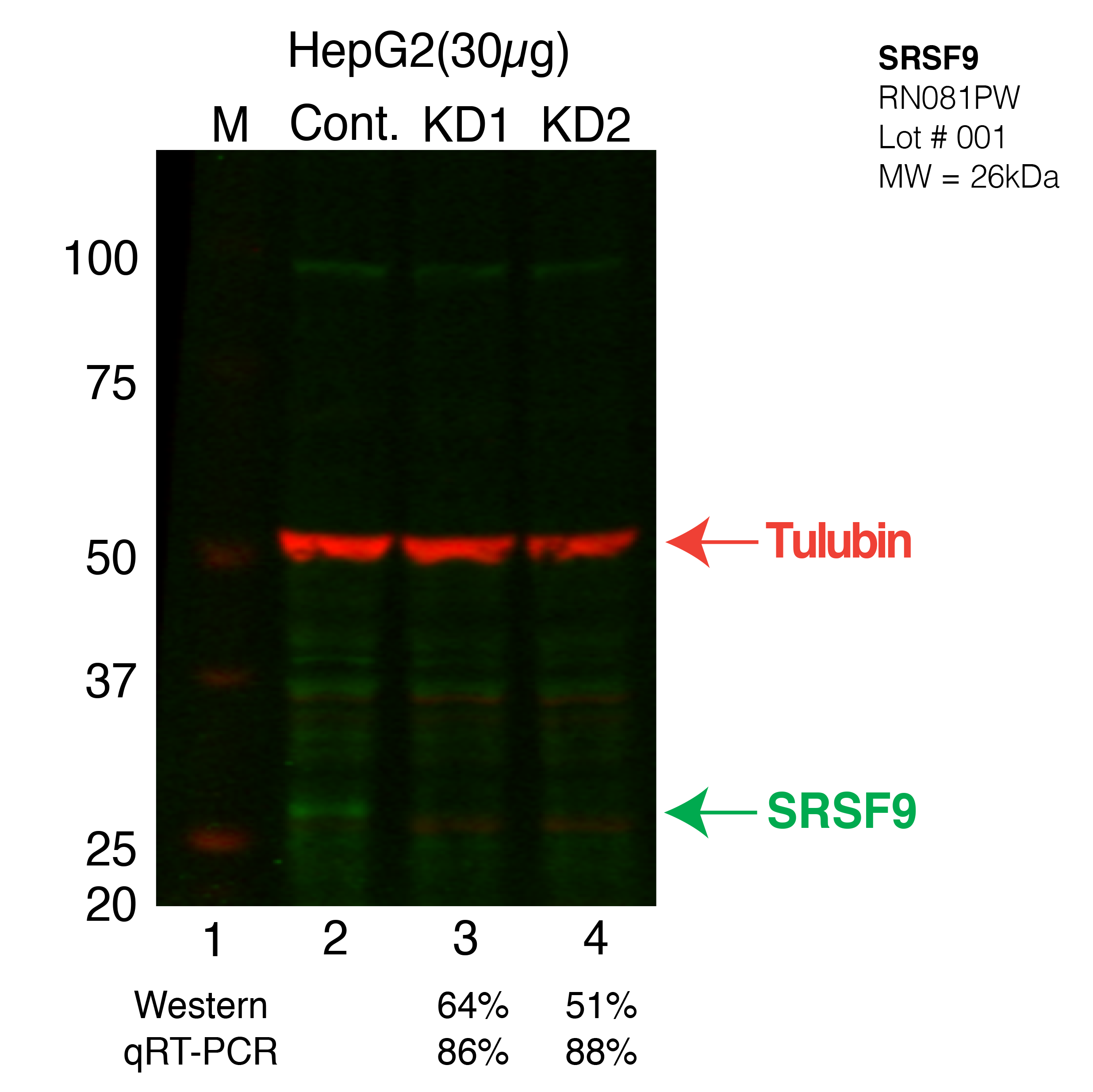 SRSF9-HEPG2-CRISPR.png<br>Caption: Western blot following CRISPR against SRSF9 in HepG2 whole cell lysate using SRSF9 specific antibody. Lane 1 is a ladder, lane 2 is HepG2 non-targeting control knockdown, lane 3 and 4 are two different CRISPR against SRSF9.SRSF9 protein appears as the green band, Tubulin serves as a control and appears in red.