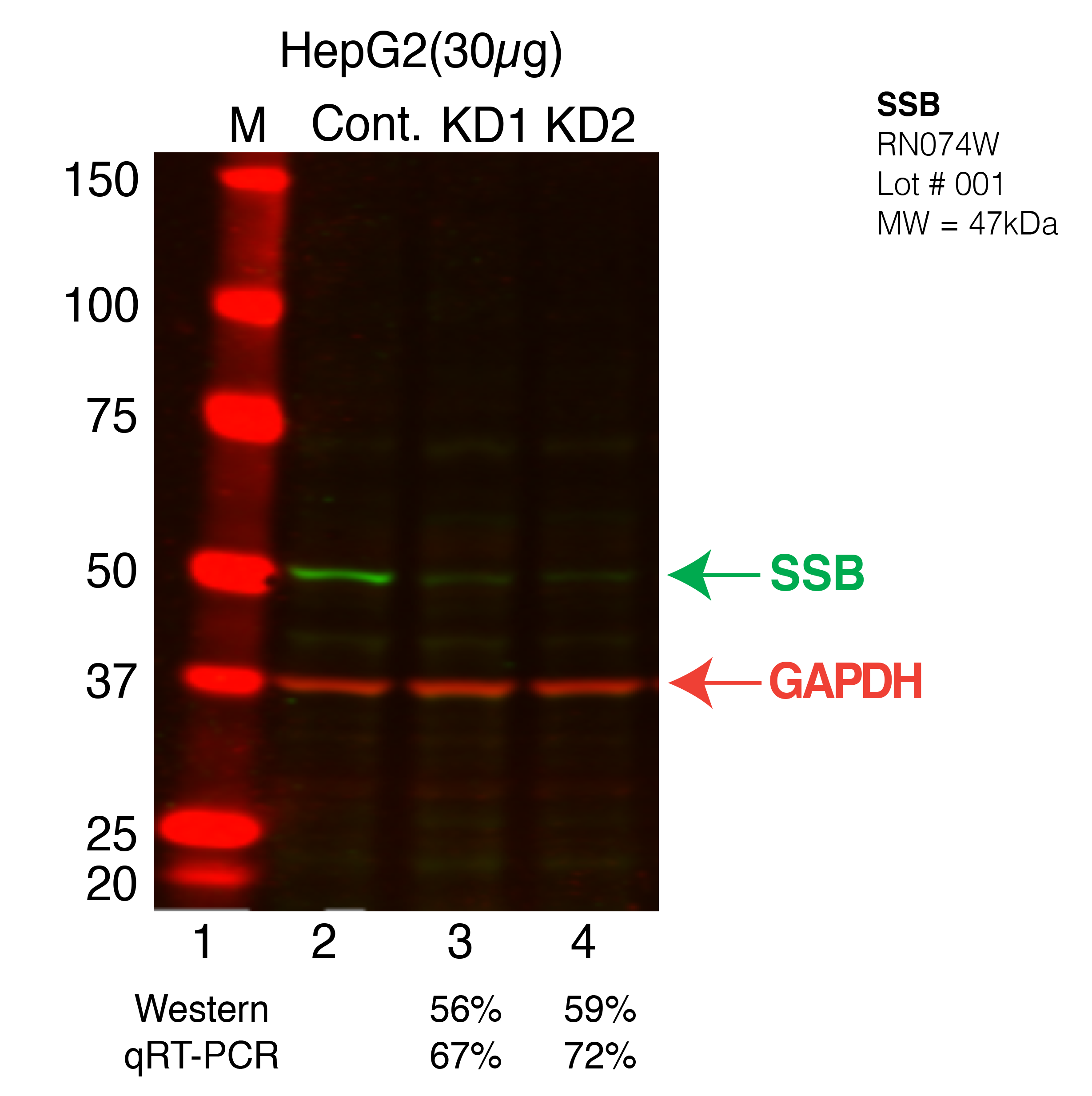 SSB-HEPG2.png<br>Caption: Western blot following shRNA against SSB in HepG2 whole cell lysate using SSB specific antibody. Lane 1 is a ladder, lane 2 is HepG2 non-targeting control knockdown, lane 3 and 4 are two different shRNAs against SSB. SSB protein appears as the green band, GAPDH serves as a control and appears in red.