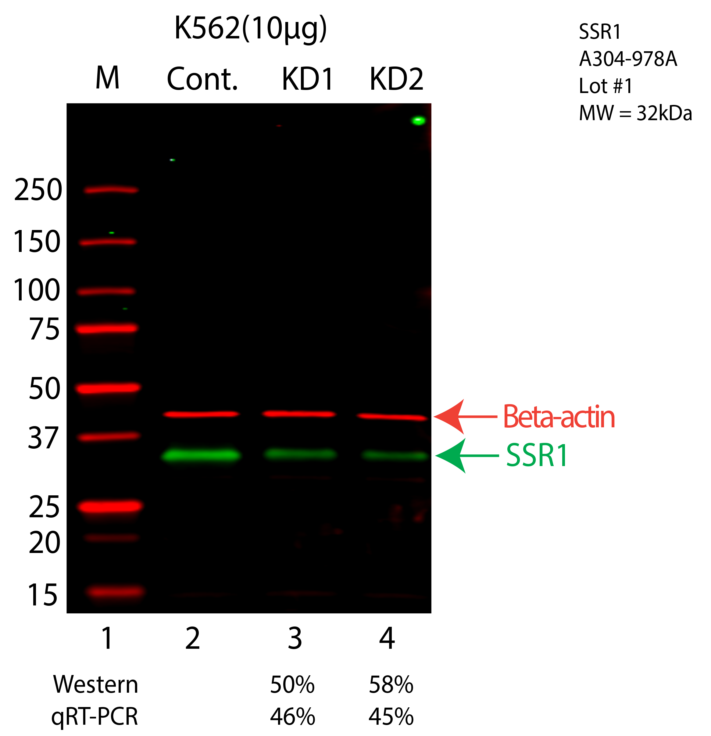 SSR1-K562-CRISPR-A304-978A.png<br>Caption: Western blot following CRISPR against SSR1 in K562 whole cell lysate using SSR1 specific antibody. Lane 1 is a ladder, lane 2 is K562 non-targeting control knockdown, lane 3 and 4 are two different CRISPR against SSR1. SSR1 protein appears as the green arrow, Beta-actin serves as a control and appears in red arrow.