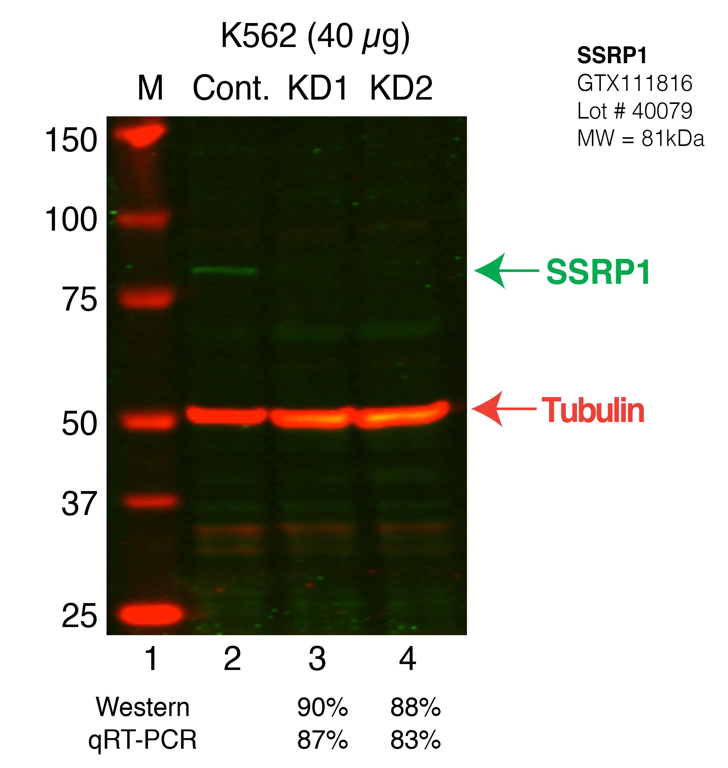 SSRP1-K562_Secondary_Western.png<br>Caption: Western blot following shRNA against SSRP1 in K562 whole cell lysate using SSRP1 specific antibody. Lane 1 is a ladder, lane 2 is K562 non-targeting control knockdown, lane 3 and 4 are two different shRNAs against SSRP1.SSRP1 protein appears as the green band, Tubulin serves as a control and appears in red.