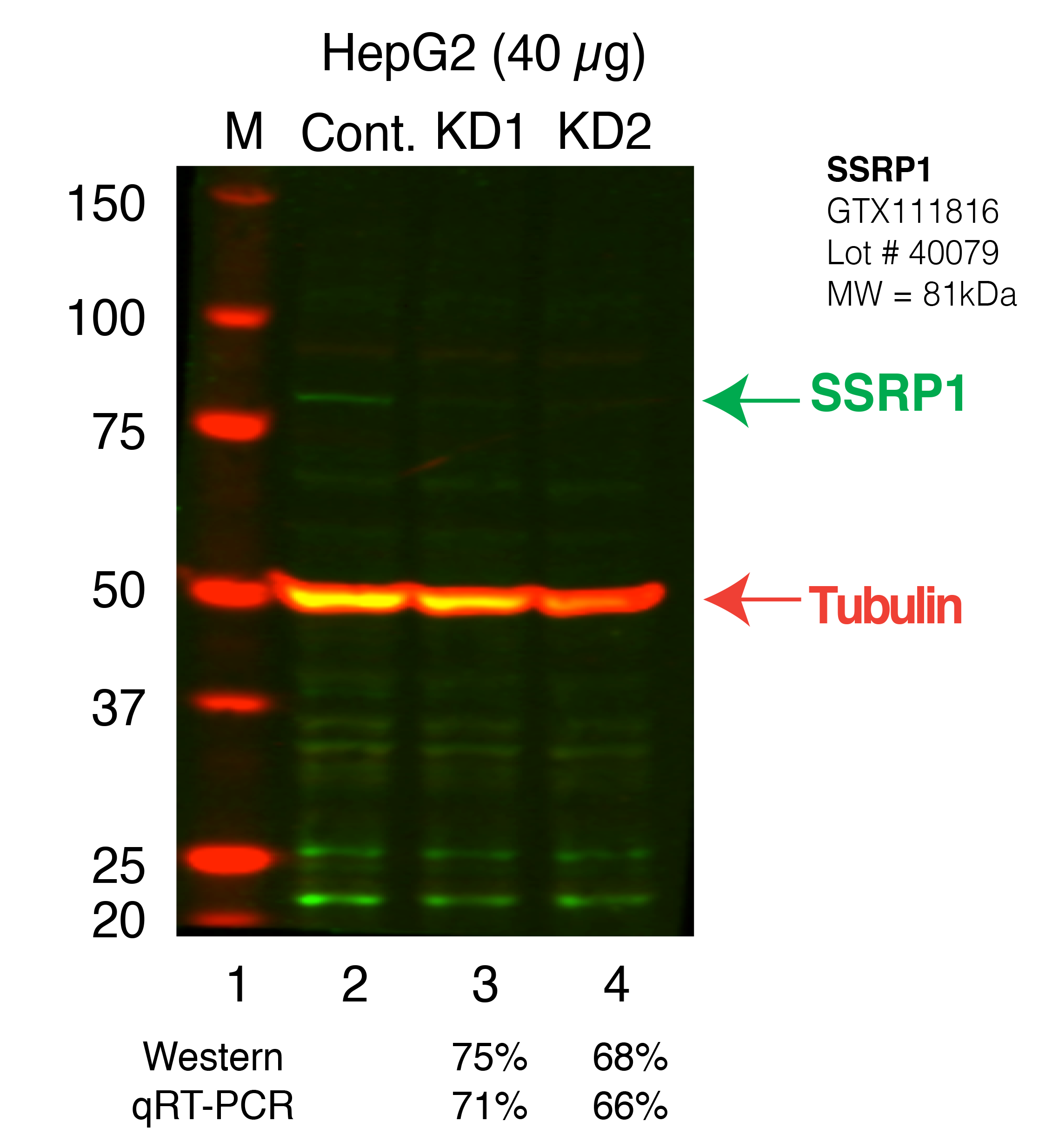 SSRP1_Secondary_Western.png<br>Caption: Western blot following shRNA against SSRP1 in HepG2 whole cell lysate using SSRP1 specific antibody. Lane 1 is a ladder, lane 2 is HepG2 non-targeting control knockdown, lane 3 and 4 are two different shRNAs against SSRP1. SSRP1 protein appears as the green band, Tubulin serves as a control and appears in red.