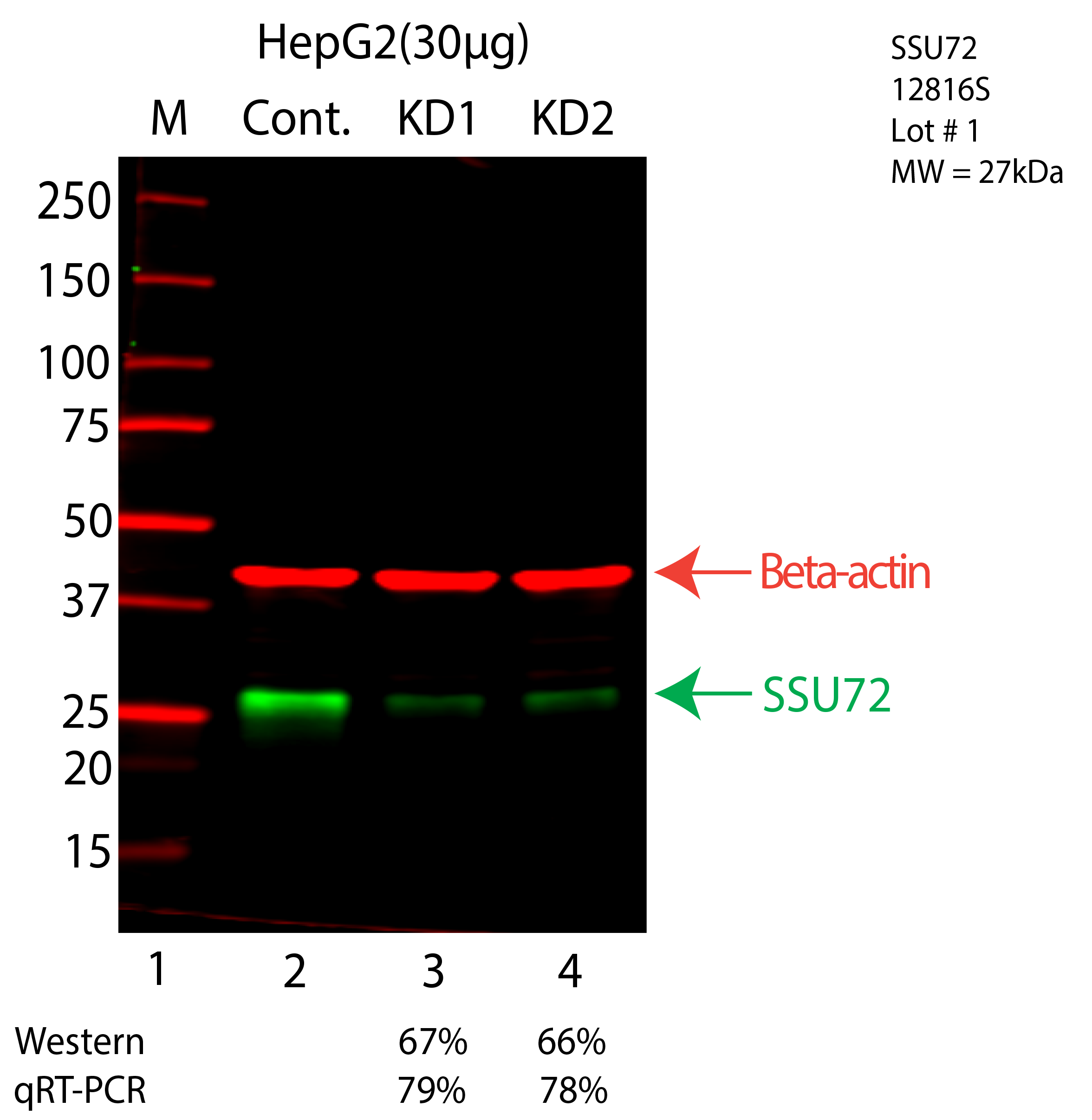 SSU72-HEPG2-CRISPR-12816S.png<br>Caption: Western blot following CRISPR against SSU72 in HepG2 whole cell lysate using SSU72 specific antibody. Lane 1 is a ladder, lane 2 is HepG2 non-targeting control knockdown, lane 3 and 4 are two different CRISPR against SSU72. SSU72 protein appears as the green arrow, Beta-actin serves as a control and appears in red arrow.