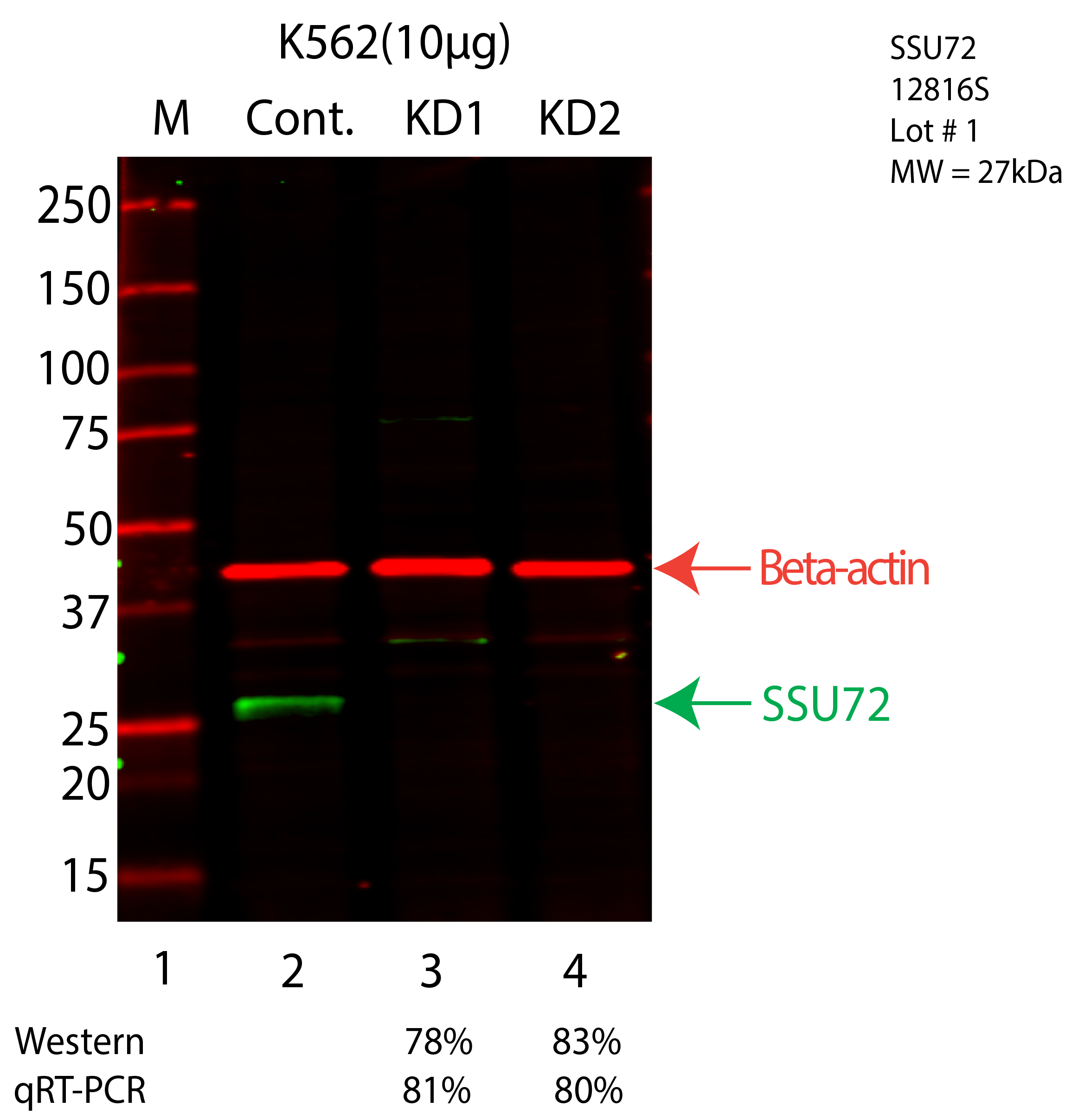 SSU72-K562-CRISPR-12816S.png<br>Caption: Western blot following CRISPR against SSU72 in K562 whole cell lysate using SSU72 specific antibody. Lane 1 is a ladder, lane 2 is K562 non-targeting control knockdown, lane 3 and 4 are two different CRISPR against SSU72. SSU72 protein appears as the green arrow, Beta-actin serves as a control and appears in red arrow.