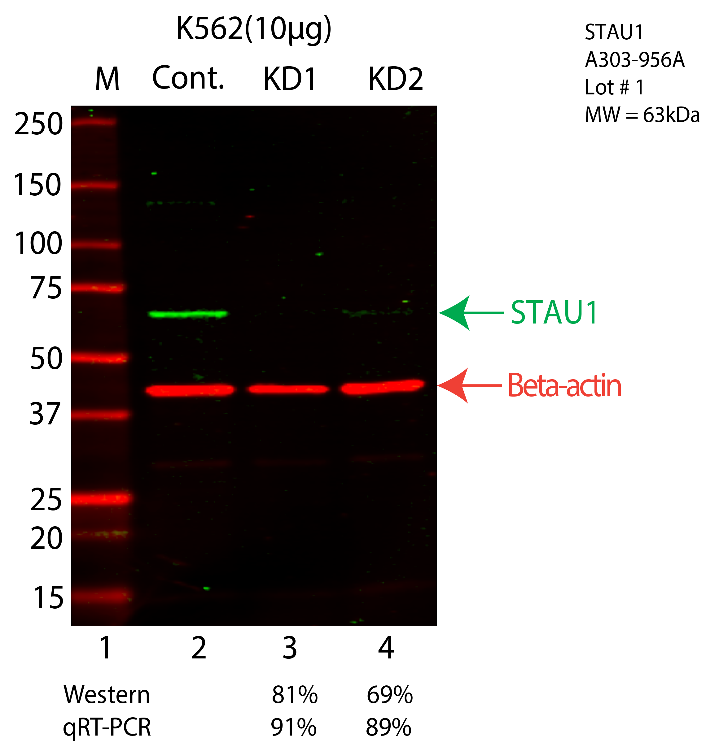 STAU1-K562-A303-956A.png<br>Caption: Western blot following shRNA against STAU1 in K562 whole cell lysate using STAU1 specific antibody. Lane 1 is a ladder, lane 2 is K562 non-targeting control knockdown, lane 3 and 4 are two different shRNA against STAU1. STAU1 protein appears as the green arrow, Beta-actin serves as a control and appears in red arrow.