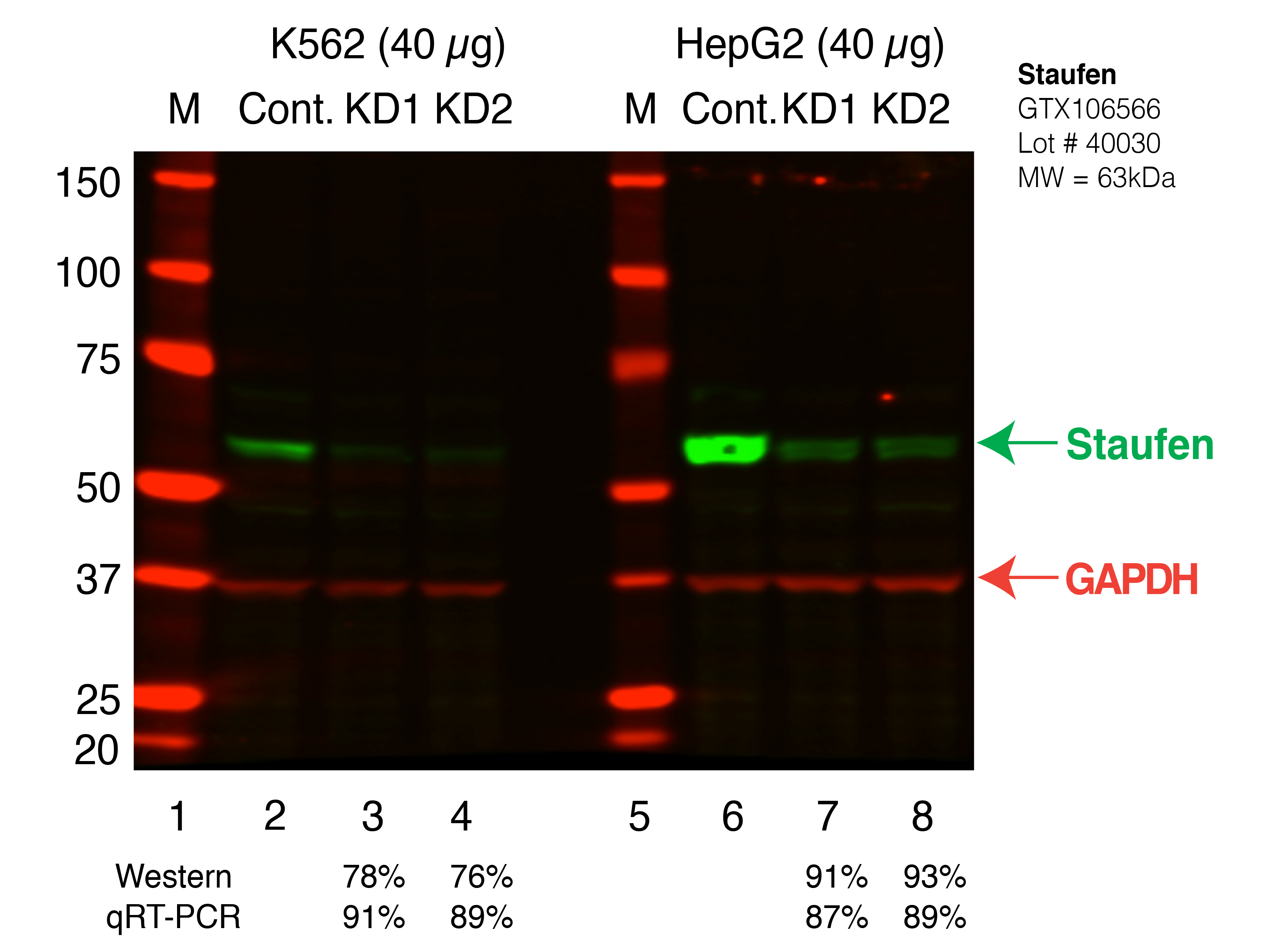 STAU1_Secondary_Western.png<br>Caption: Western blot following shRNA against STAU1 in K562 and HepG2 whole cell lysate using STAU1 specific antibody. Lane 1 is a ladder, lane 2 is K562 non-targeting control knockdown, lane 3 and 4 are two different shRNAs against STAU1. Lanes 5-8 follow the same pattern, but in HepG2. STAU1 protein appears as the green band, Tubulin serves as a control and appears in red.