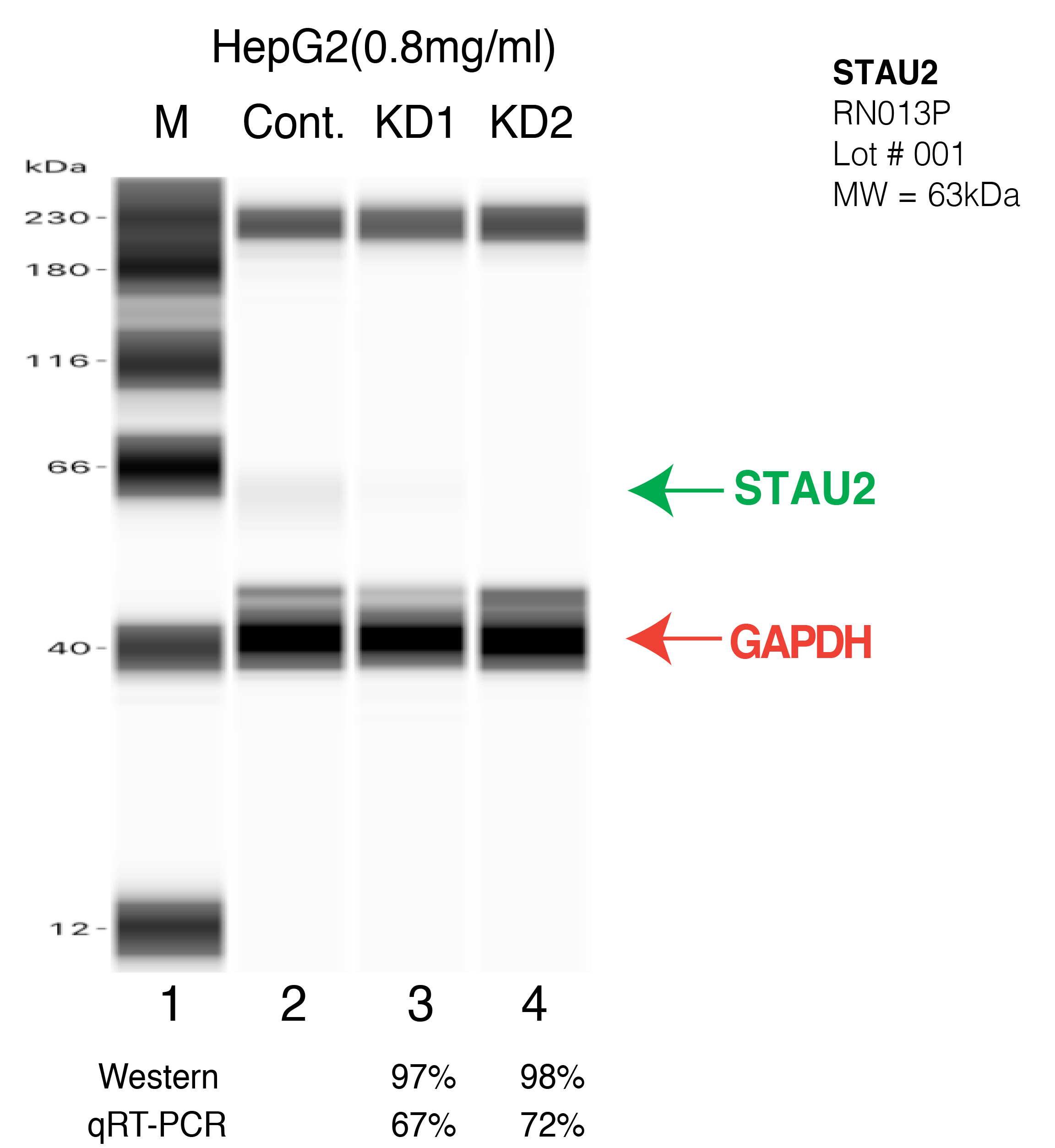 STAU2-HEPG2-CRISPR.png<br>Caption: Western blot following CRISPR against STAU2 in HepG2 whole cell lysate using STAU2 specific antibody. Lane 1 is a ladder, lane 2 is HepG2 non-targeting control knockdown, lane 3 and 4 are two different CRISPR against STAU2.STAU2 protein appears as the green arrow, GAPDH serves as a control and appears in red arrow.