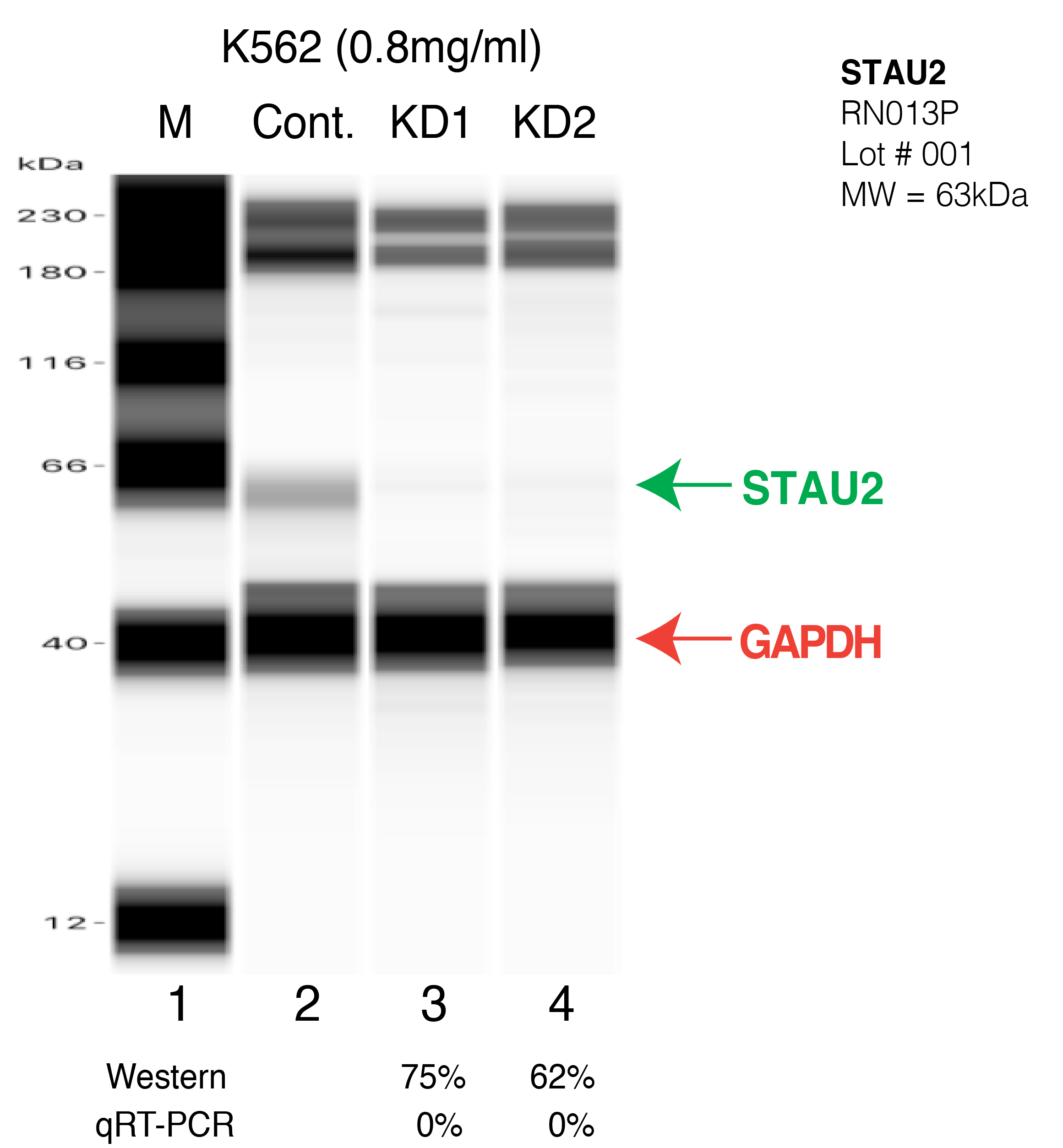 STAU2-K562-CRISPR.png<br>Caption: Western blot following CRISPR against STAU2 in K562 whole cell lysate using STAU2 specific antibody. Lane 1 is a ladder, lane 2 is K562 non-targeting control knockdown, lane 3 and 4 are two different CRISPR against STAU2. STAU2 protein appears as the green arrow, GAPDH serves as a control and appears in red arrow.