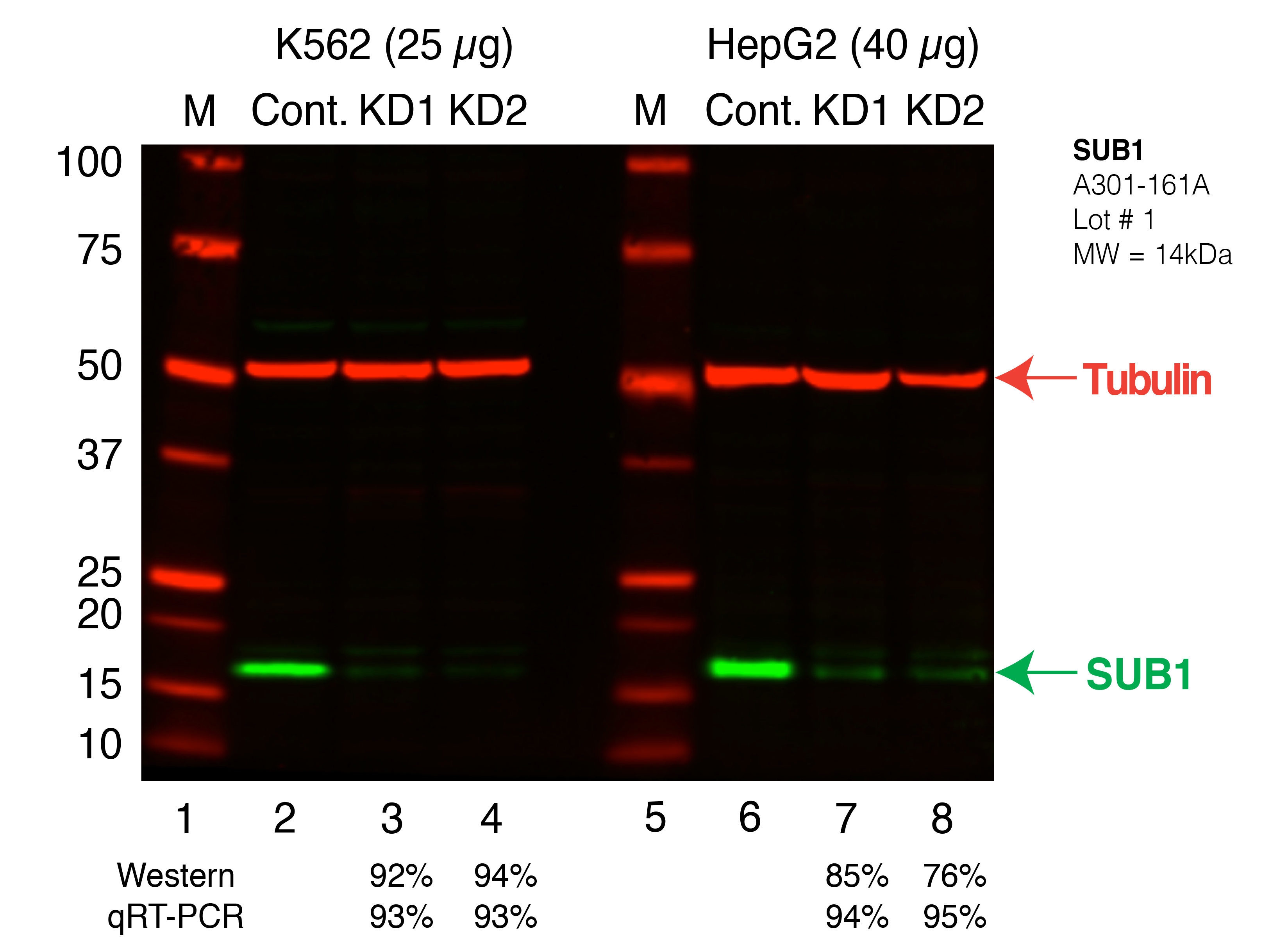 SUB1_Secondary_Western.png<br>Caption: Western blot following shRNA against SUB1 in K562 and HepG2 whole cell lysate using SUB1 specific antibody. Lane 1 is a ladder, lane 2 is K562 non-targeting control knockdown, lane 3 and 4 are two different shRNAs against SUB1. Lanes 5-8 follow the same pattern, but in HepG2. SUB1 protein appears as the green band, Tubulin serves as a control and appears in red.