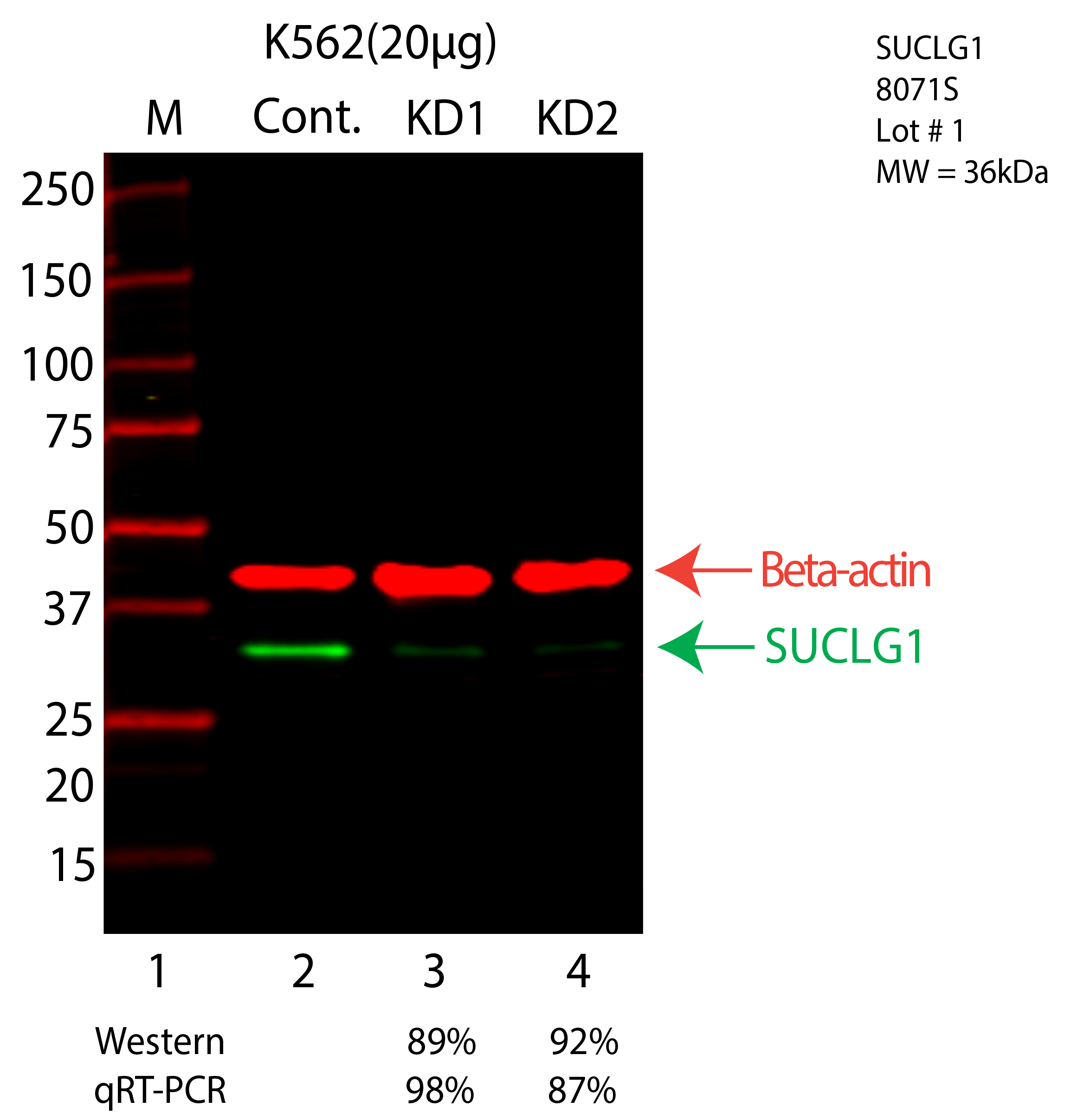 SUCLG1-K562-8071S.png<br>Caption: Western blot following shRNA against SUCLG1 in K562 whole cell lysate using SUCLG1 specific antibody. Lane 1 is a ladder, lane 2 is K562 non-targeting control knockdown, lane 3 and 4 are two different shRNA against SUCLG1. SUCLG1 protein appears as the green arrow, Beta-actin serves as a control and appears in red arrow.