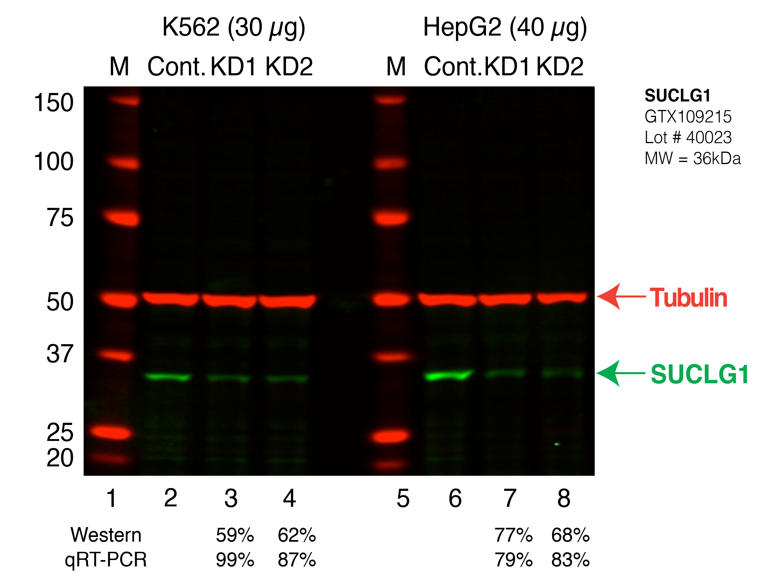 SUCLG1_Secondary_Western.png<br>Caption: Western blot following shRNA against SUCLG1 in K562 and HepG2 whole cell lysate using SUCLG1 specific antibody. Lane 1 is a ladder, lane 2 is K562 non-targeting control knockdown, lane 3 and 4 are two different shRNAs against SUCLG1. Lanes 5-8 follow the same pattern, but in HepG2. SUCLG1 protein appears as the green band, Tubulin serves as a control and appears in red.