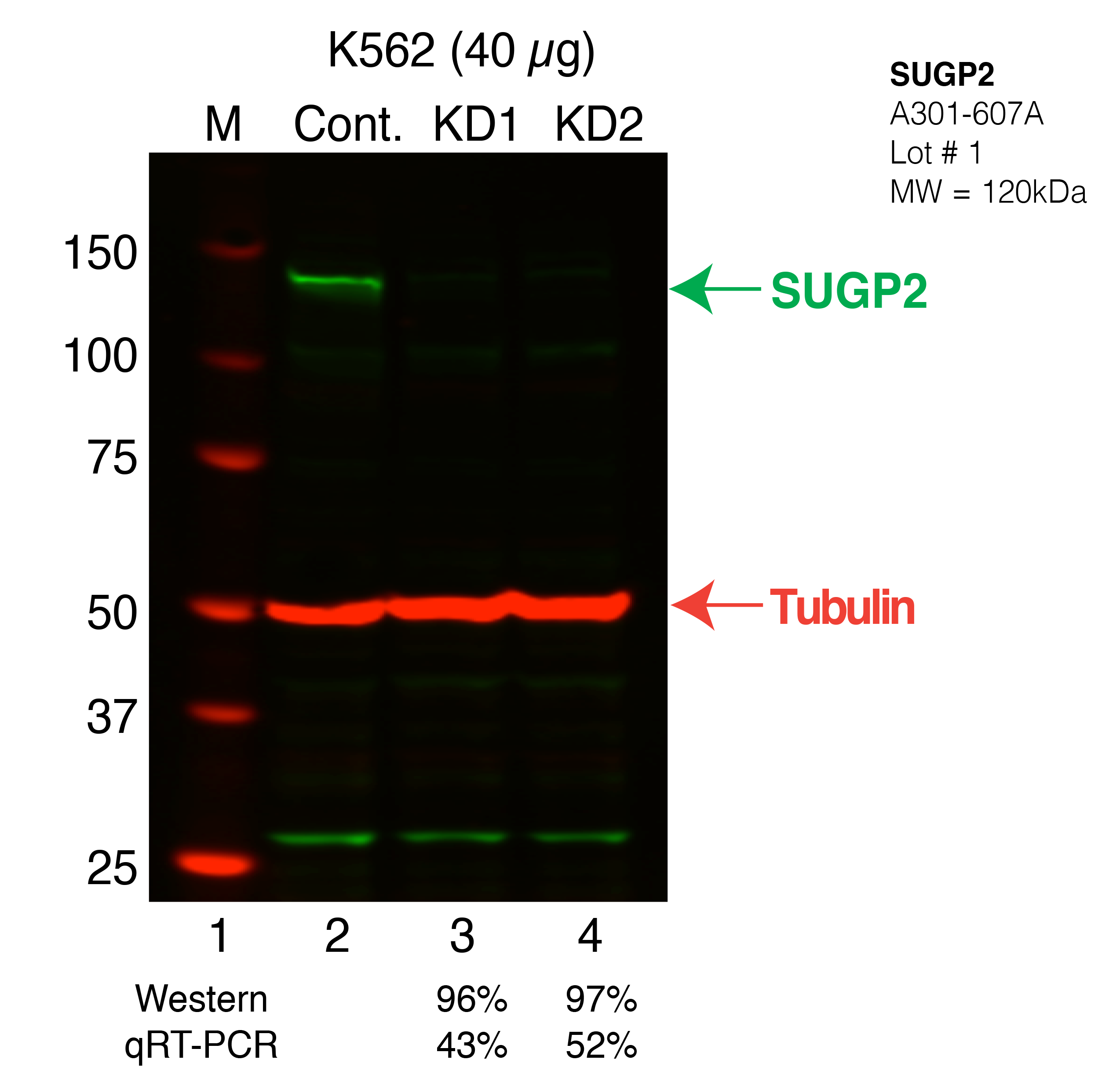 SUGP2-K562_Secondary_Western.png<br>Caption: Western blot following shRNA against SUGP2 in K562 whole cell lysate using SUGP2 specific antibody. Lane 1 is a ladder, lane 2 is K562 non-targeting control knockdown SUGP2. SUGP2 protein appears as the green band, Tubulin serves as a control and appears in red.