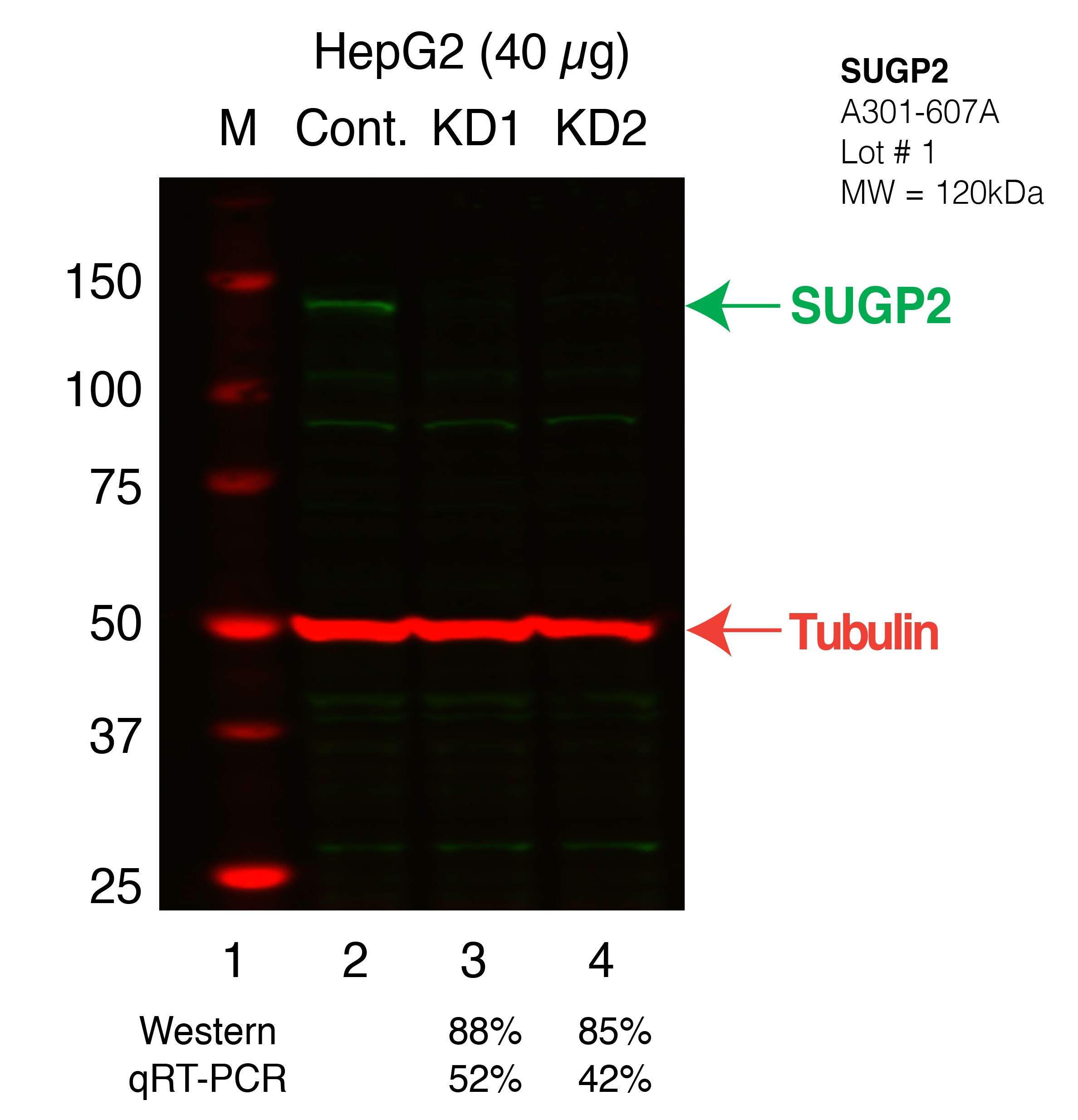 SUGP2_Secondary_Western.png<br>Caption: Western blot following shRNA against SUGP2 in HepG2 whole cell lysate using SUGP2 specific antibody. Lane 1 is a ladder, lane 2 is HepG2 non-targeting control knockdown, lane 3 and 4 are two different shRNAs against SUGP2. SUGP2 protein appears as the green band, Tubulin serves as a control and appears in red.